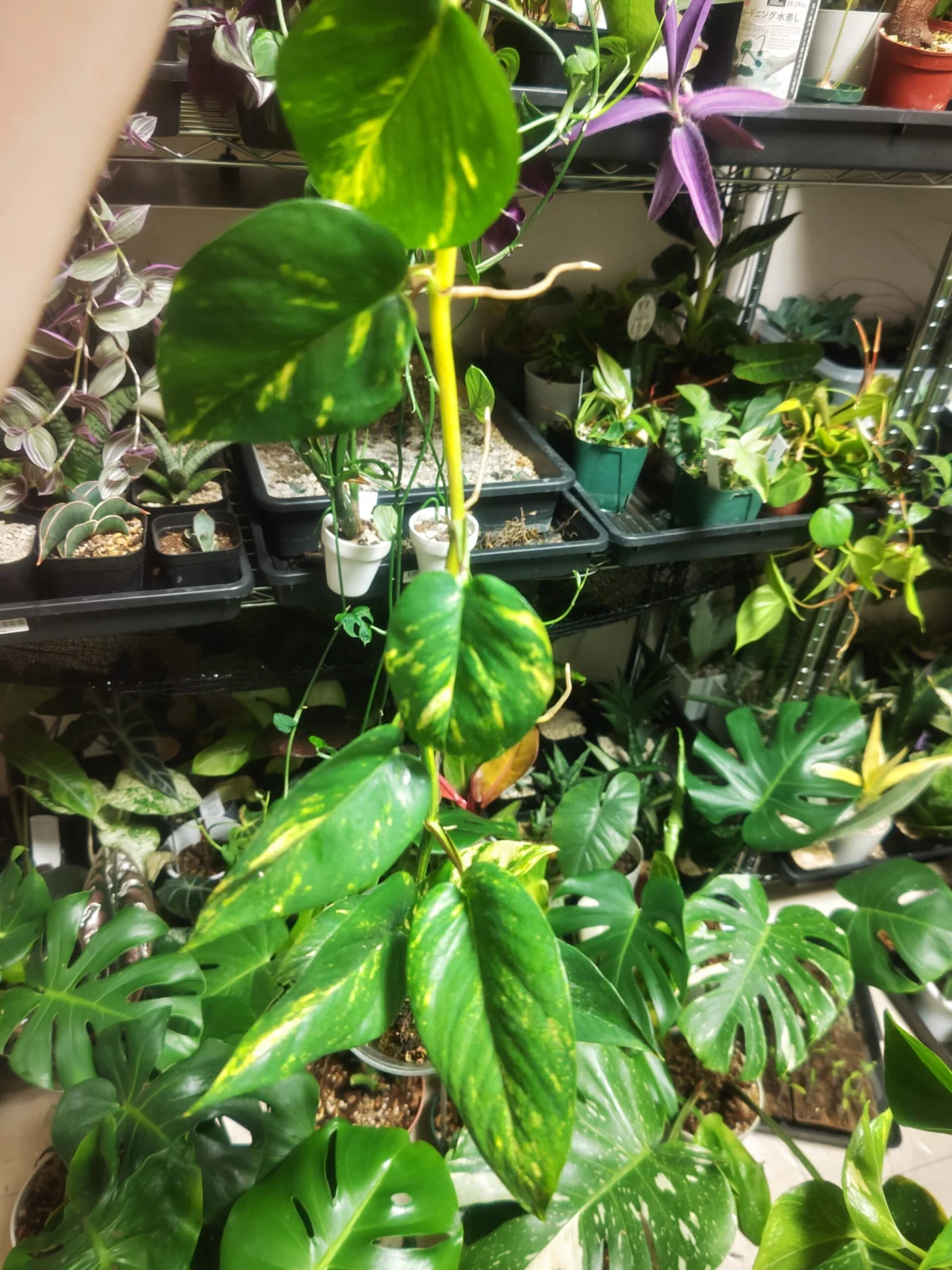 ポトス　ゴールデン