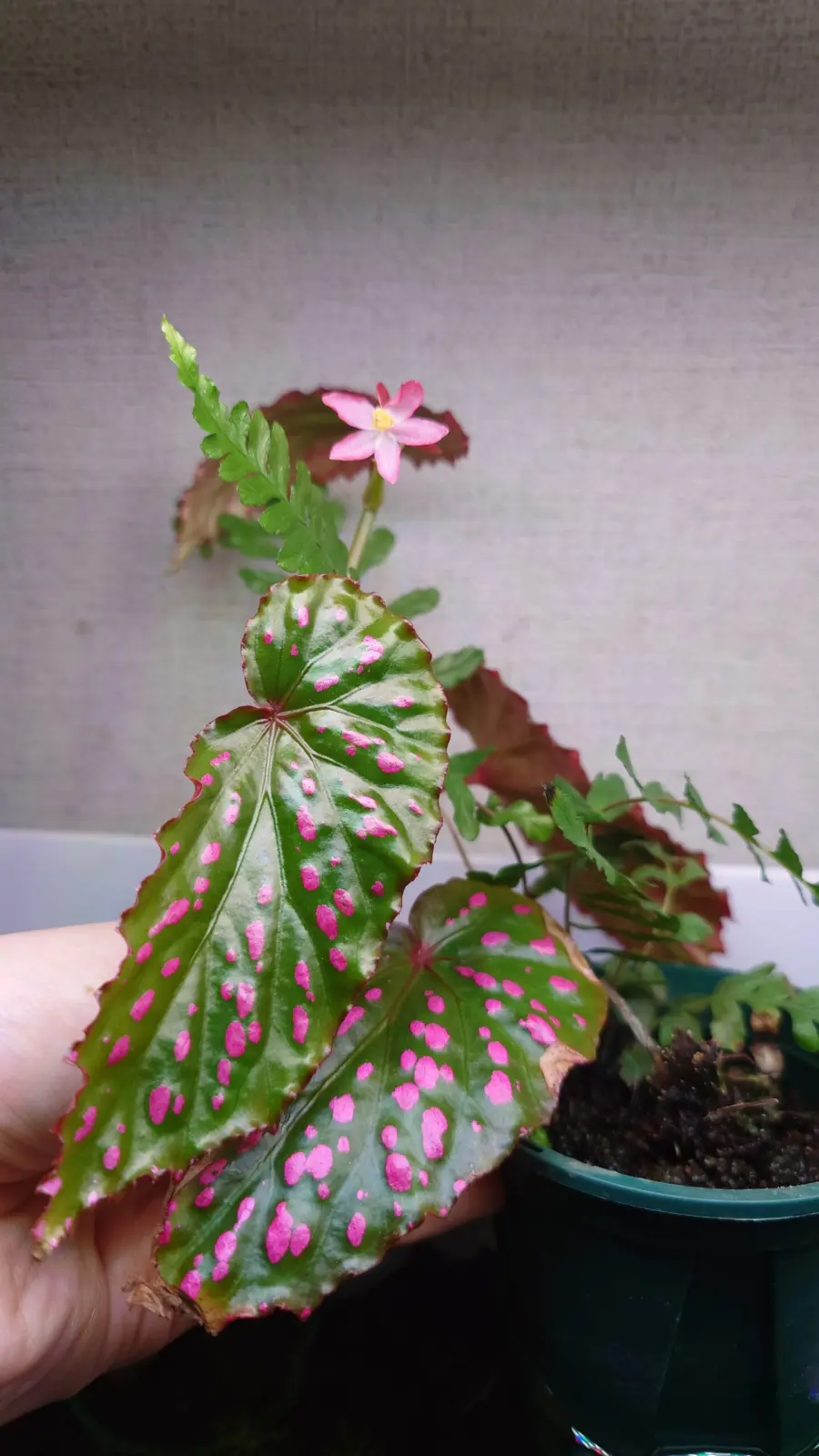 ベゴニア　ネグロセンシス　花
