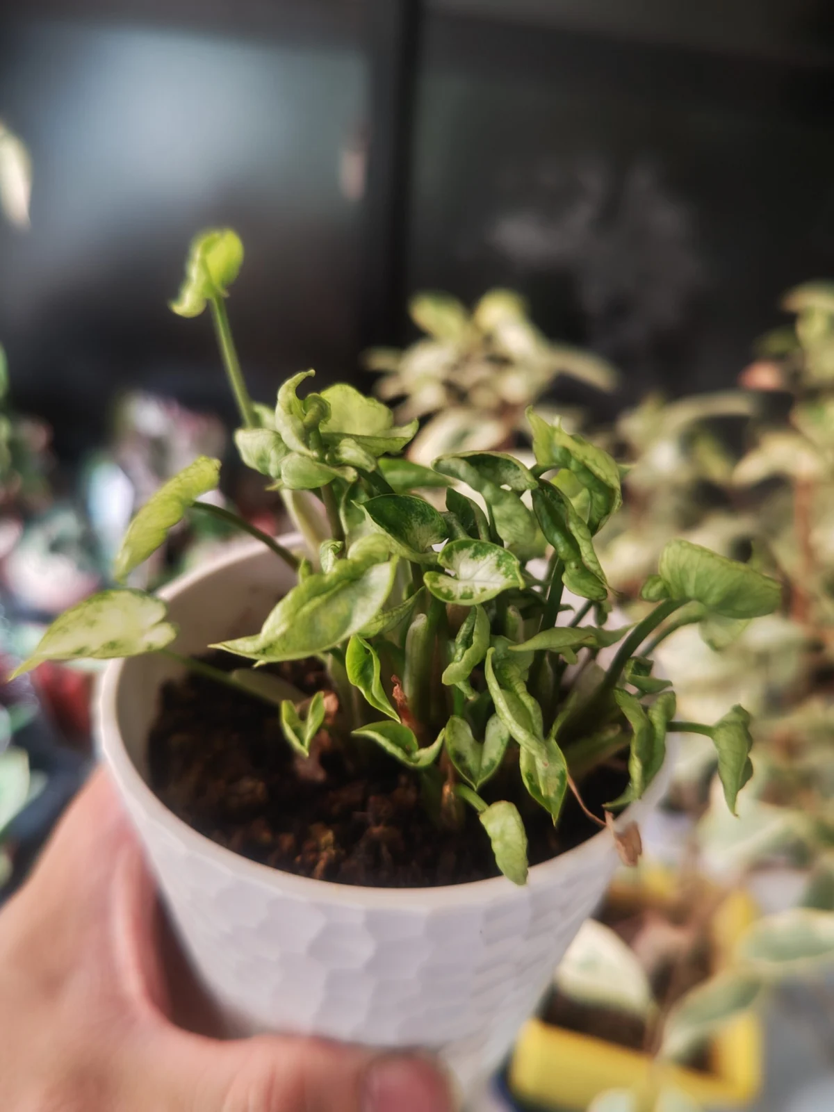 シンゴニウム　ダイソー　ピクシー？