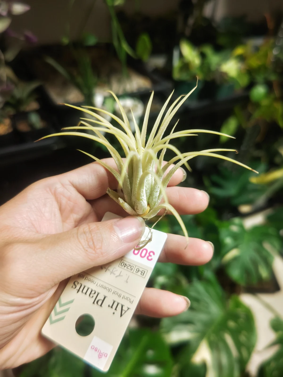 ティランジア　イオナンタ　ダイソー