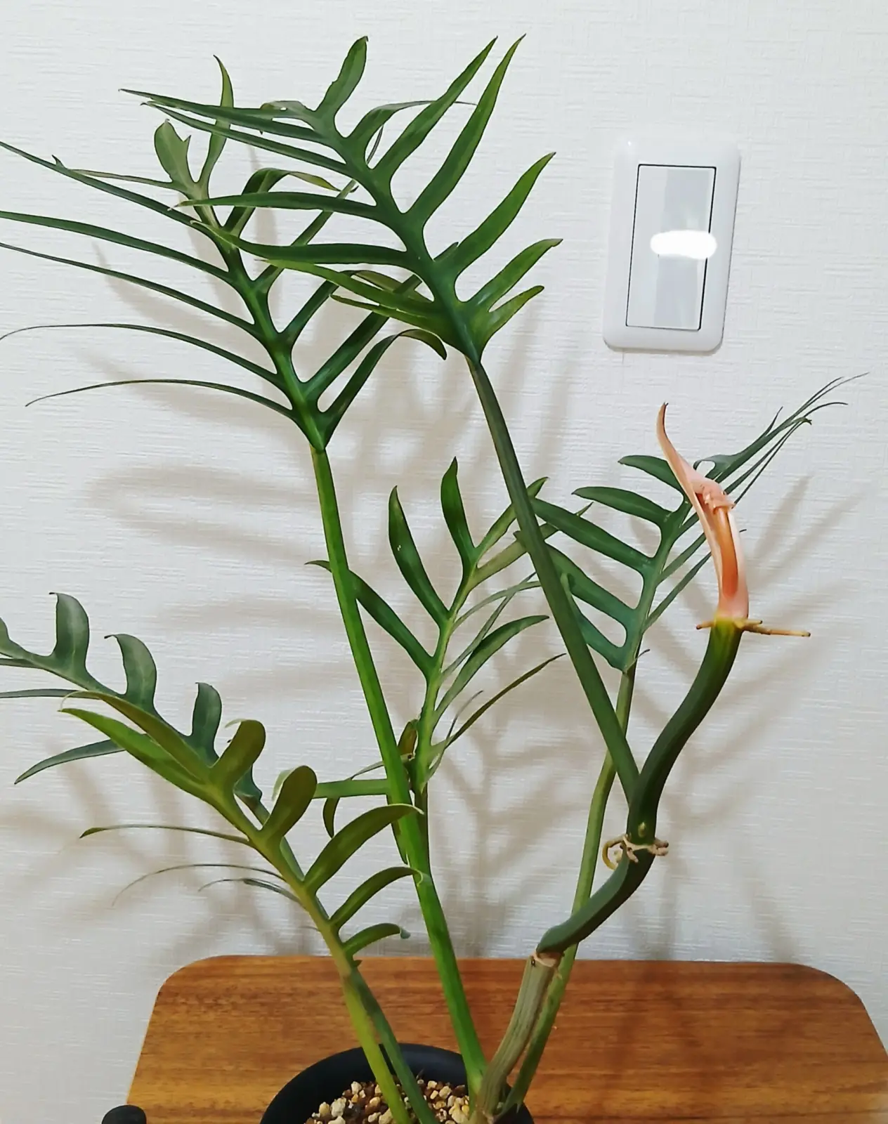 フィロデンドロン　エレガンス