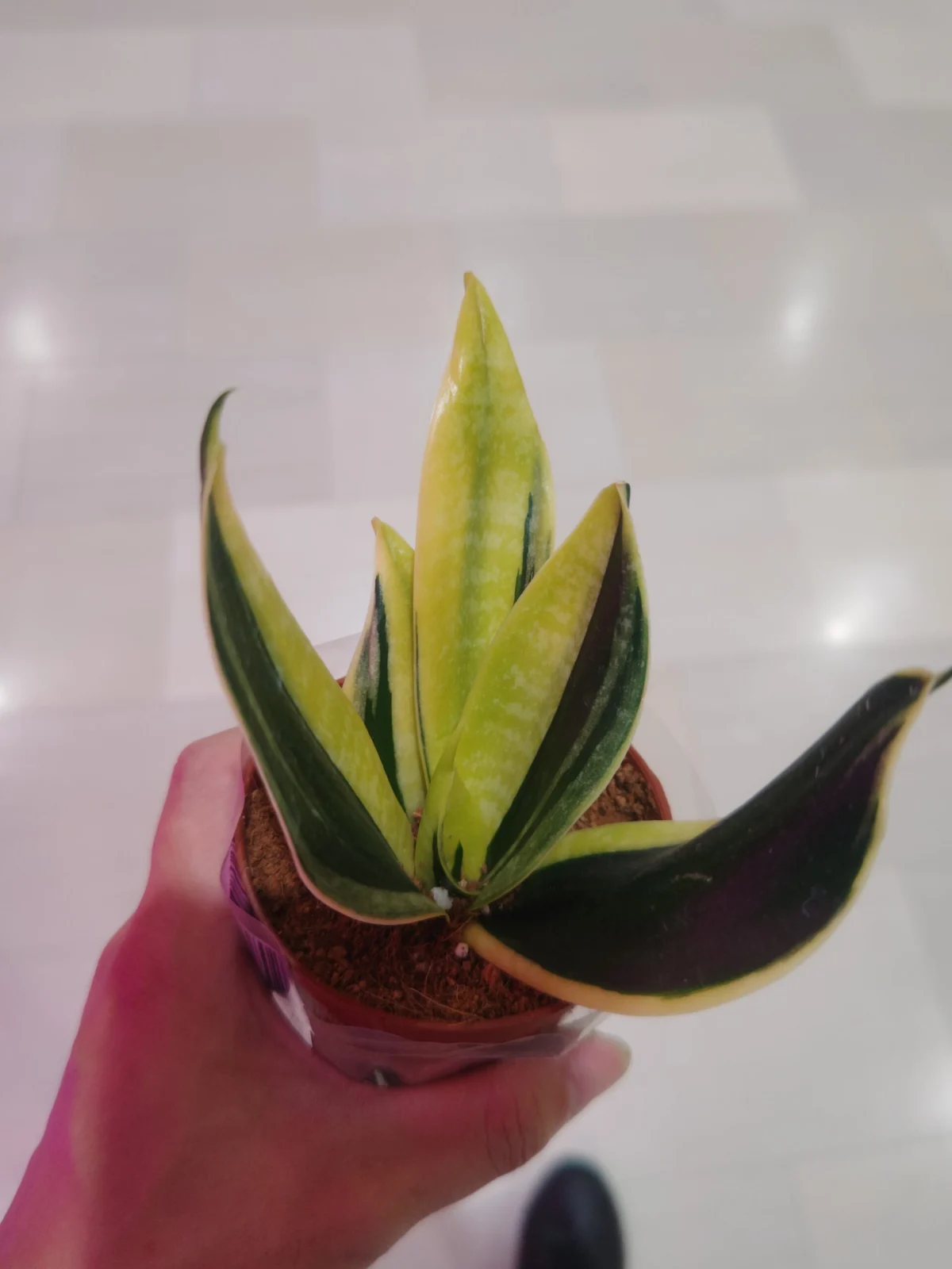サンセベリア　ハニーバニー