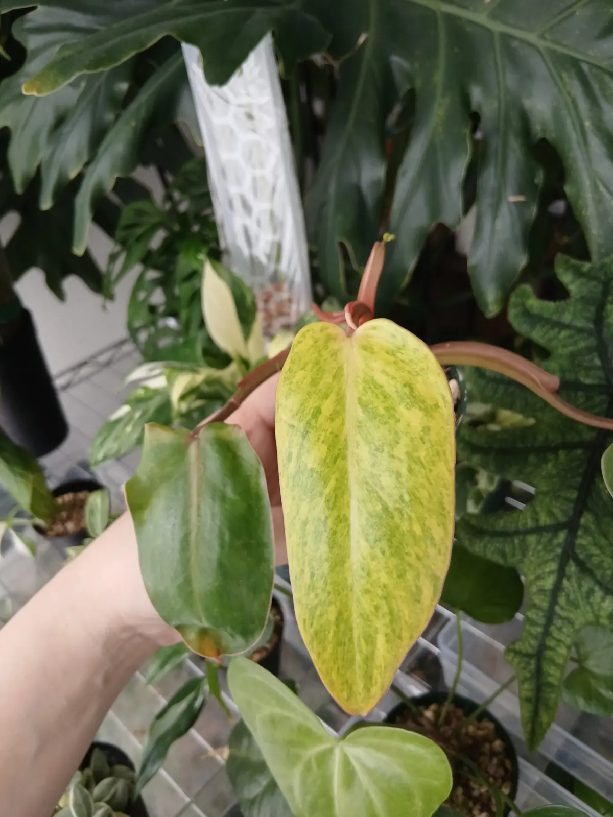 フィロデンドロン　ペインテッドレディ