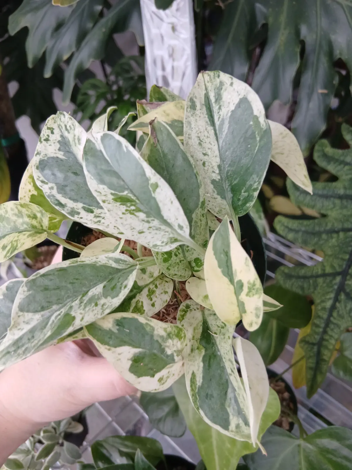 ポトス　エクセレント