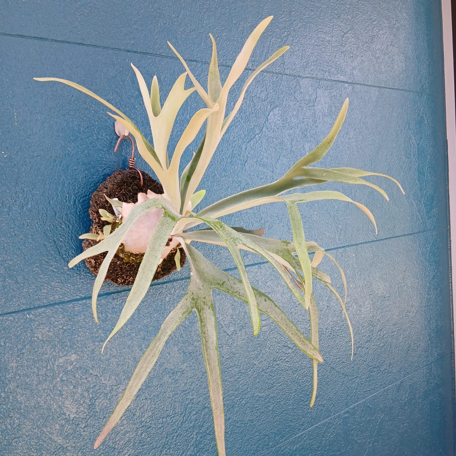 ビカクシダ　キングフィッシャー