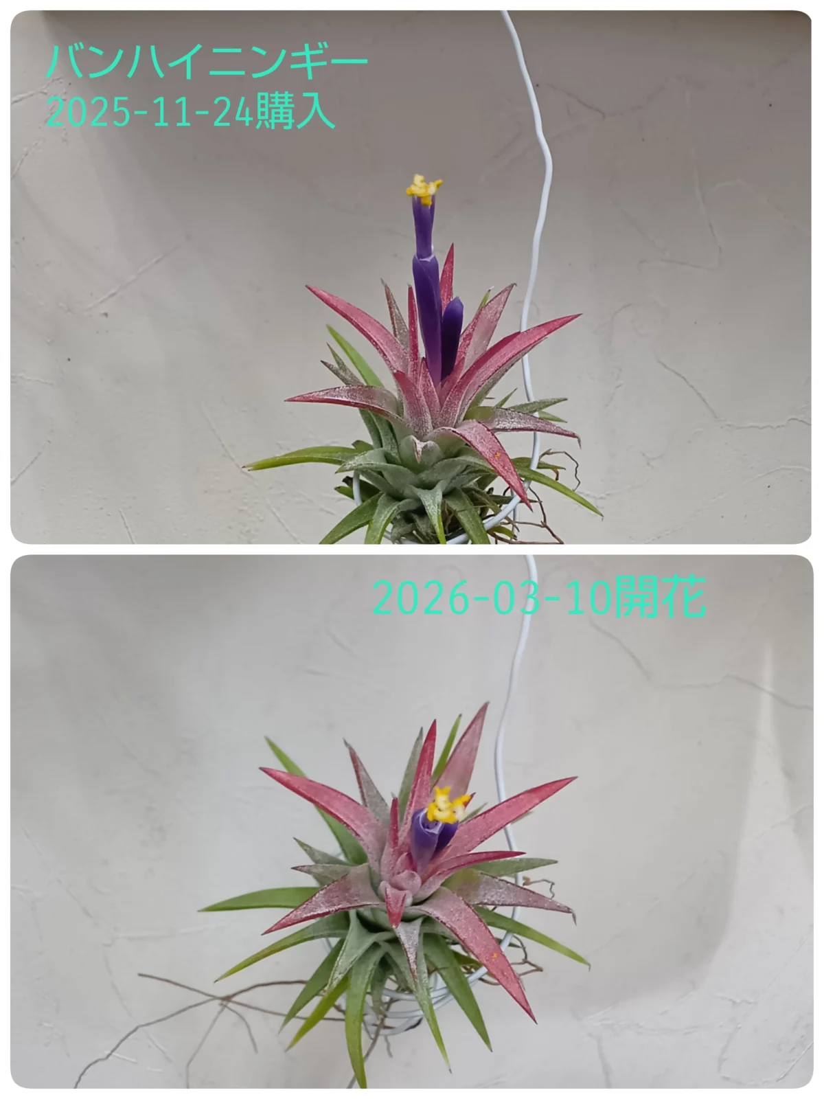 ティランジア　バンハイニンギー