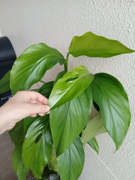 モンステラ　アカコヤグエンシス