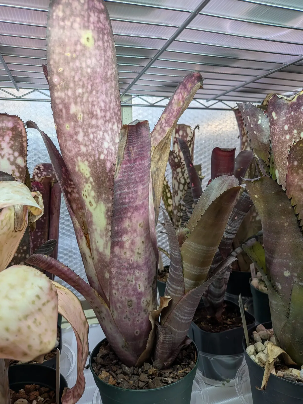 ビルベルギア　ビル・ペイレン