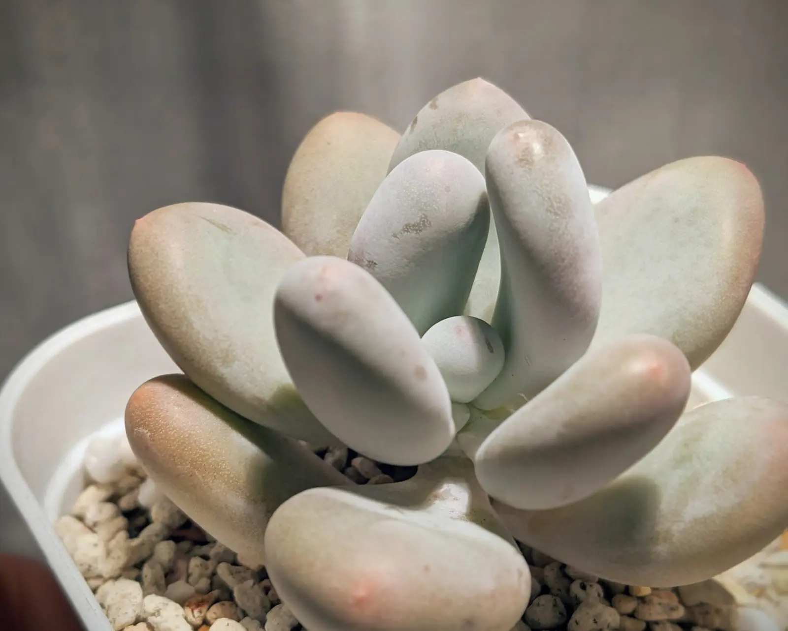 パキフィツム　星美人　在りし日の姿　多肉植物　限界植物