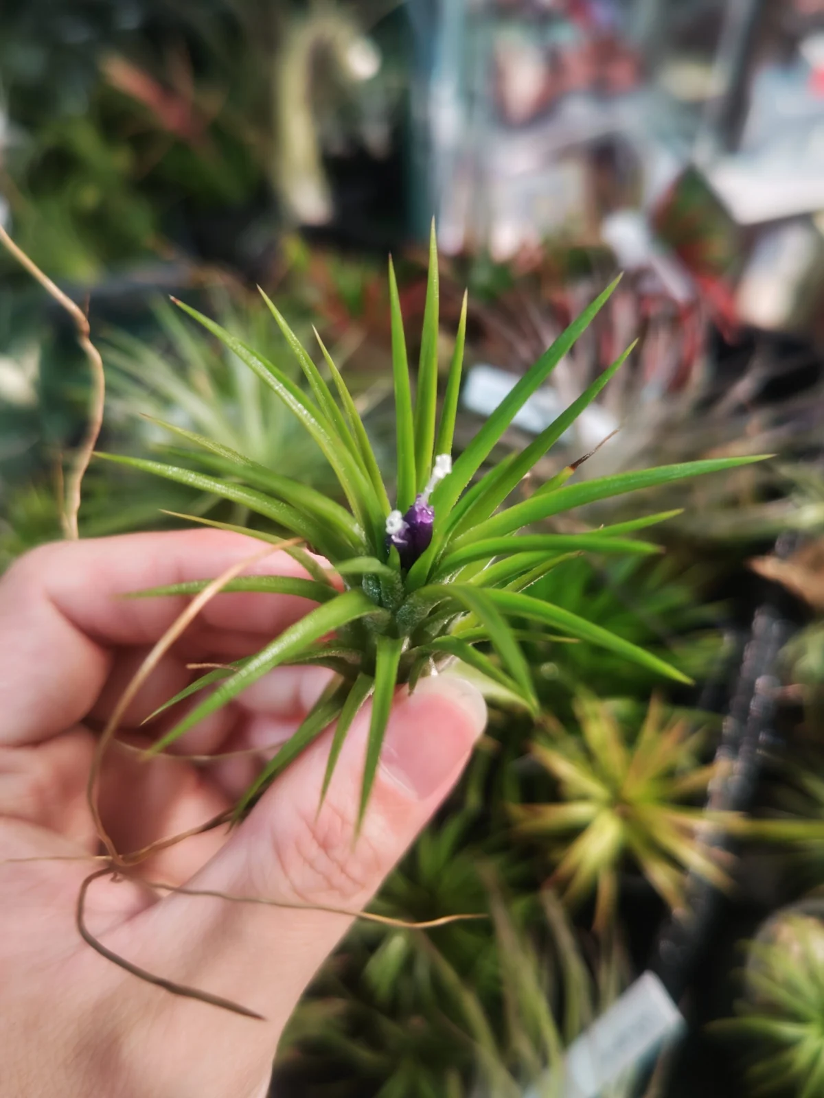 イオナンタ　セレクタ