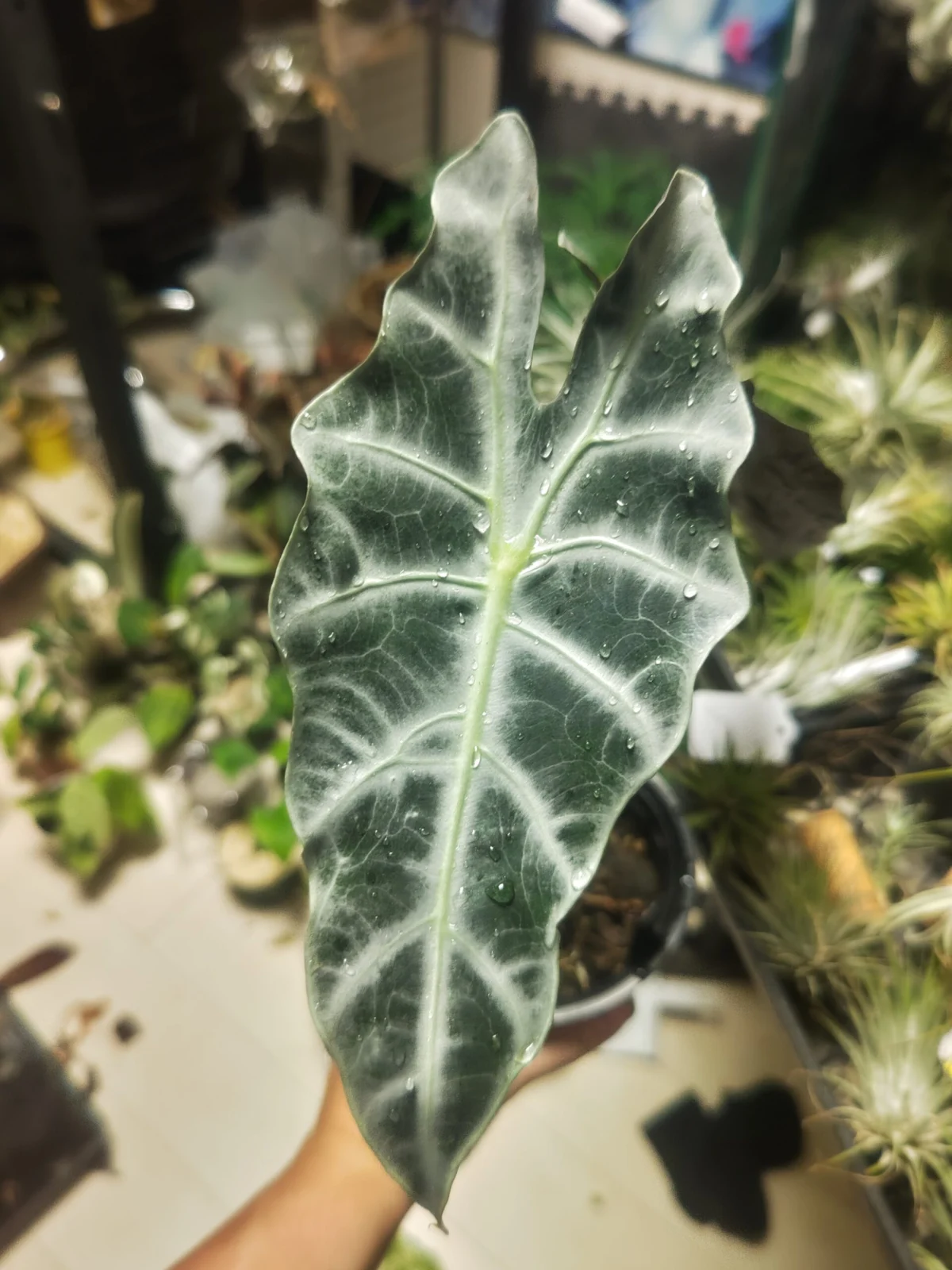 アロカシア　アマゾニカ