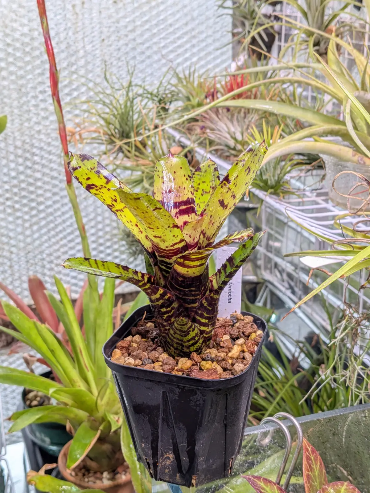 ネオレゲリア　ジャモカ