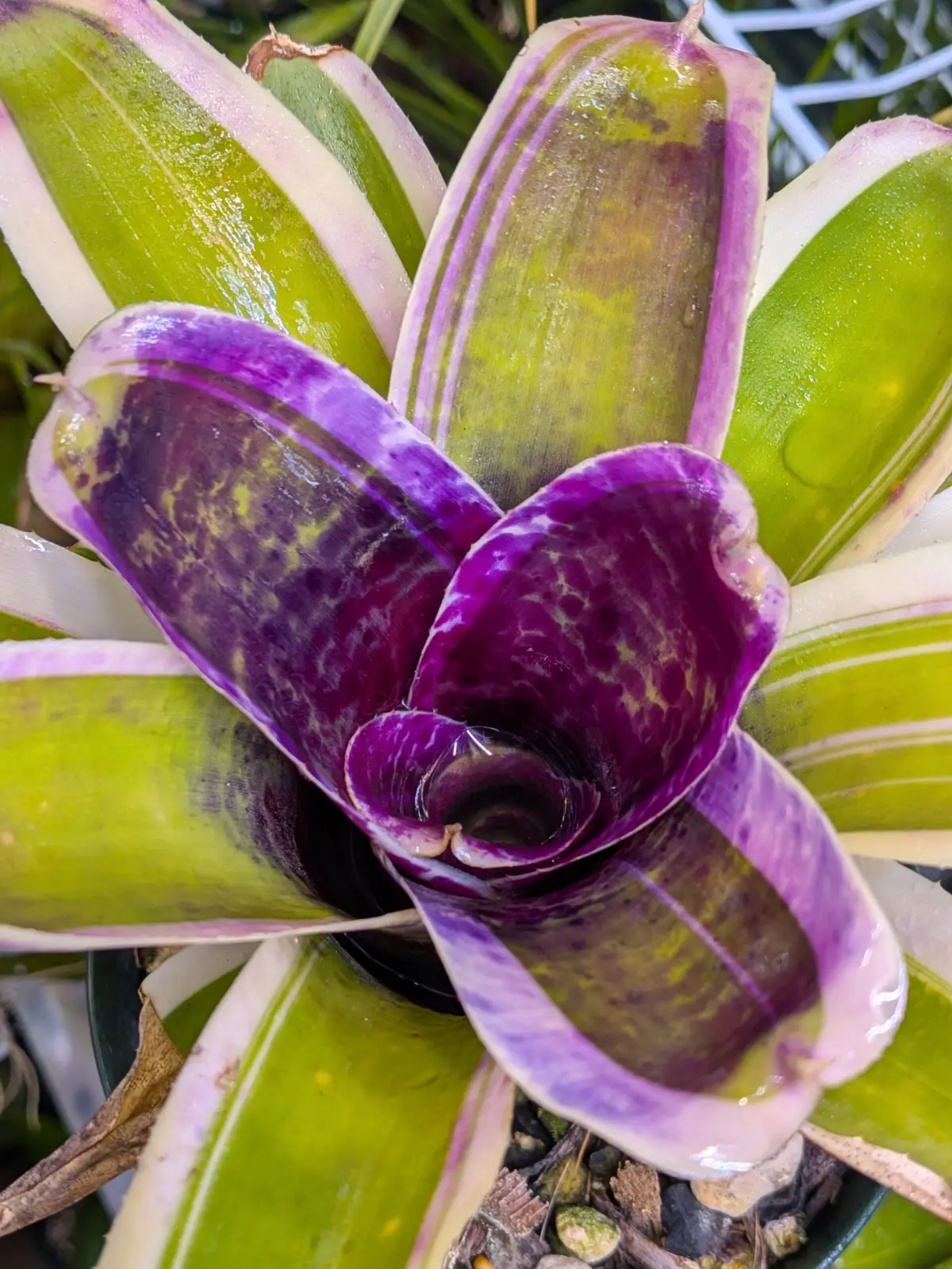 ネオレゲリア　ブルーベリーブリザード