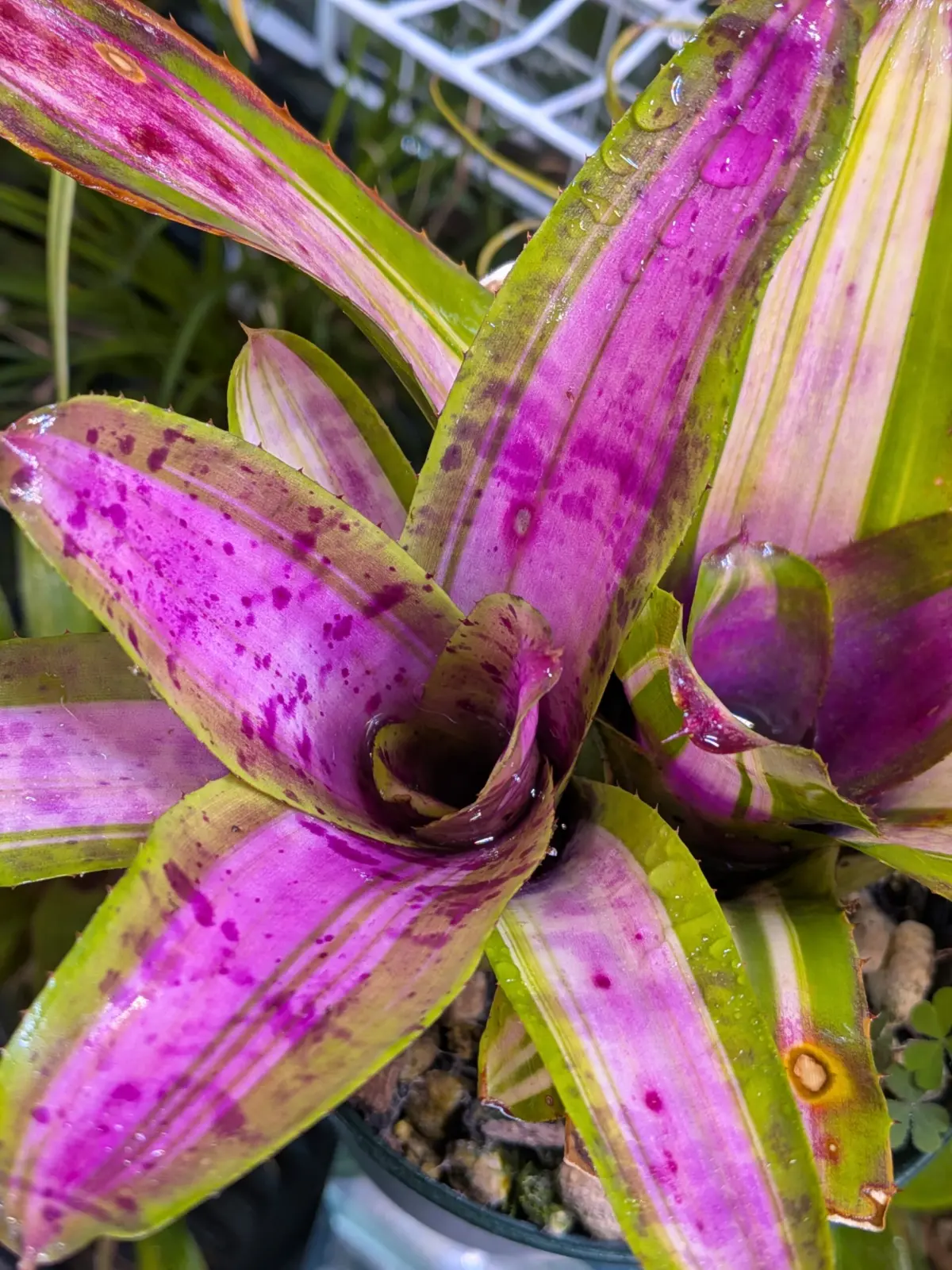 ネオレゲリア　ブルーベリーヨーグルト