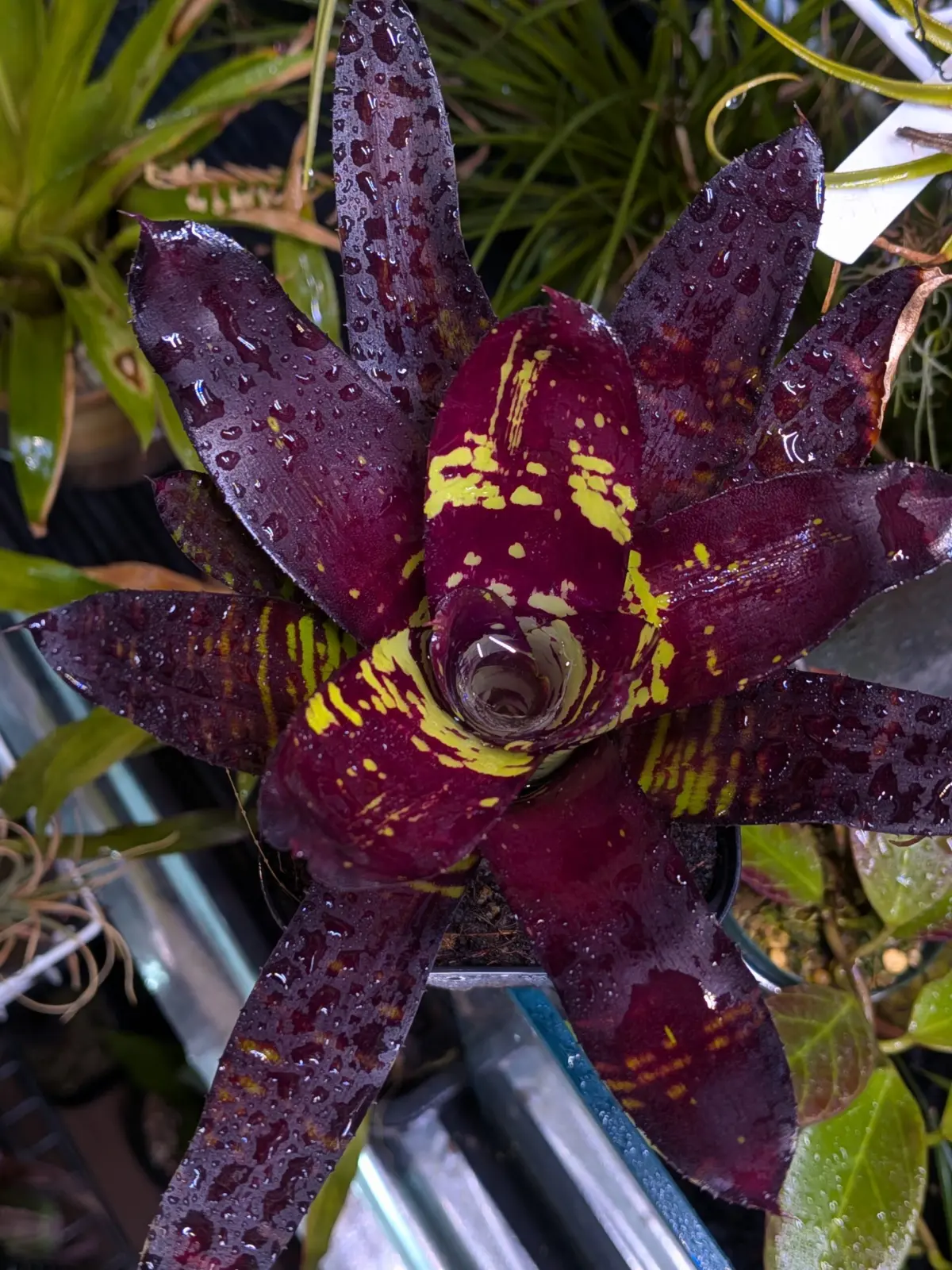 ネオレゲリア　フラッシュダンス