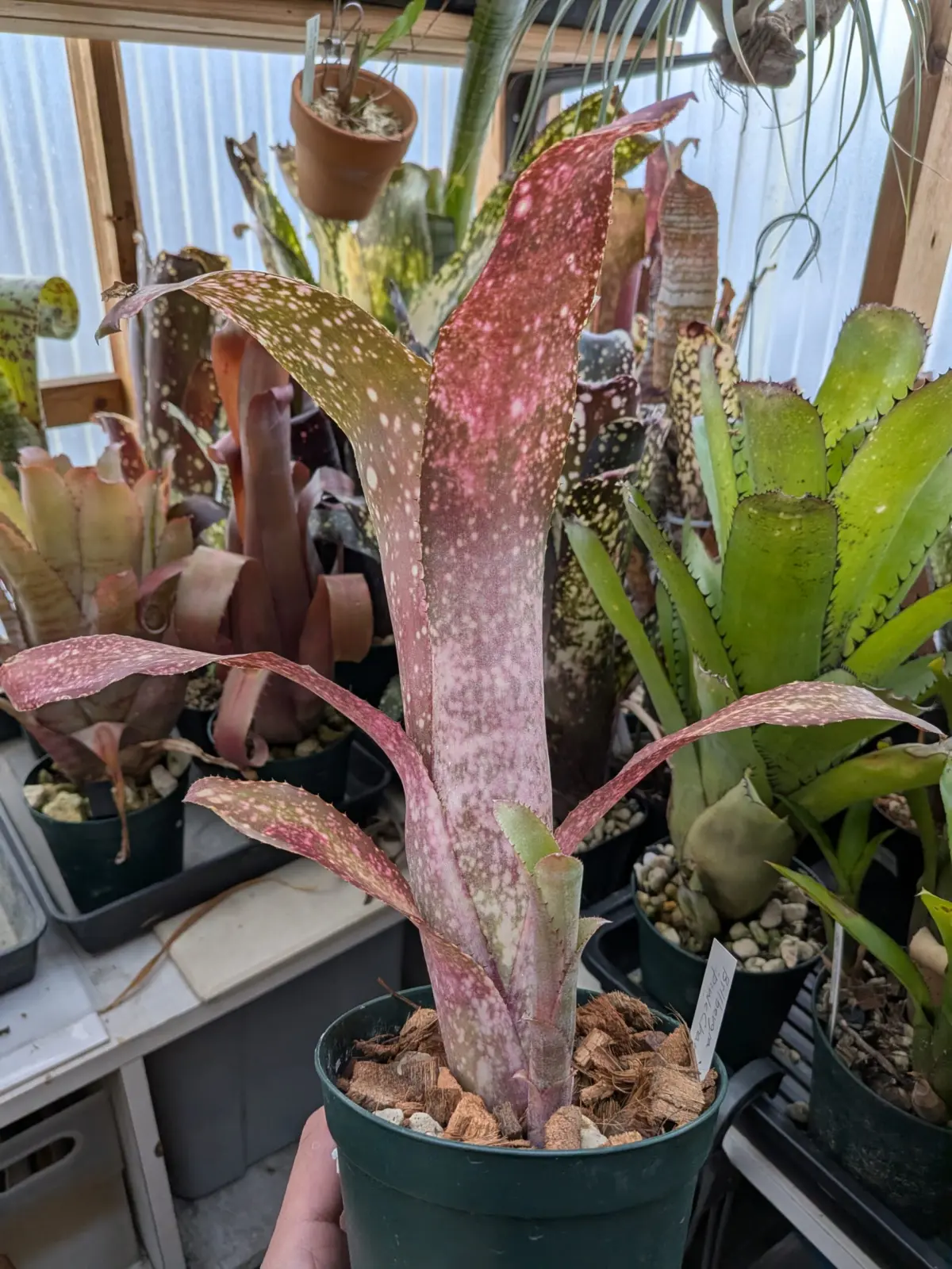 ビルベルギア　ピンクシャンパン