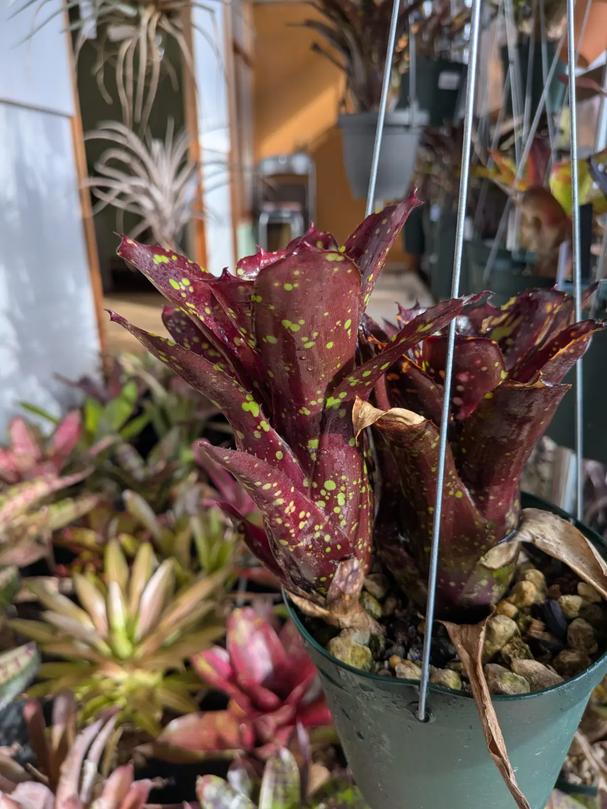 ネオレゲリア　ドミノ