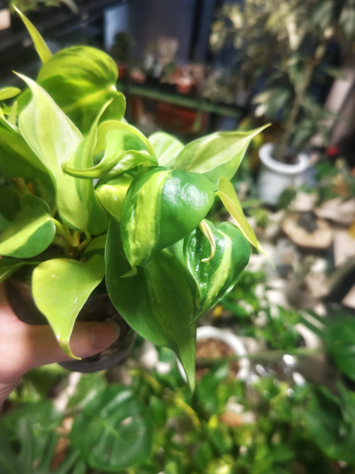 フィロデンドロン　オキシカルジウム　横浜