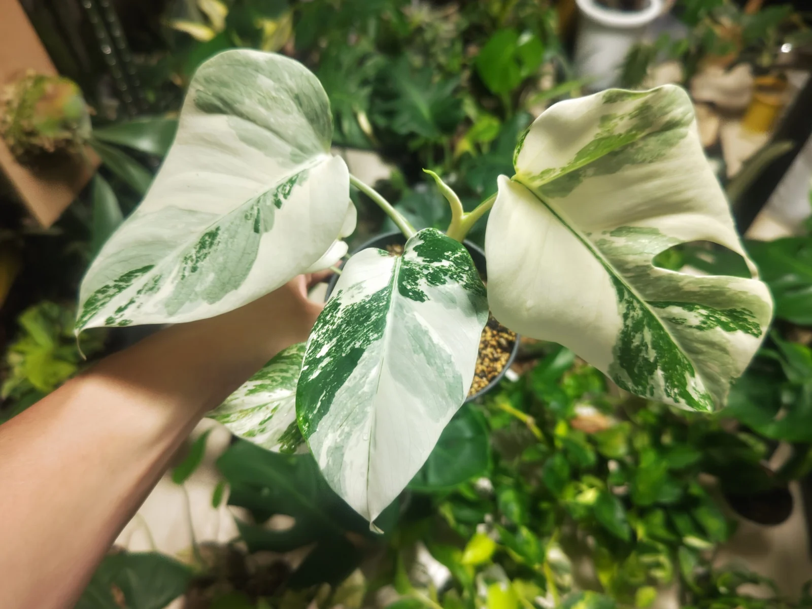 モンステラ　ボルシギア　