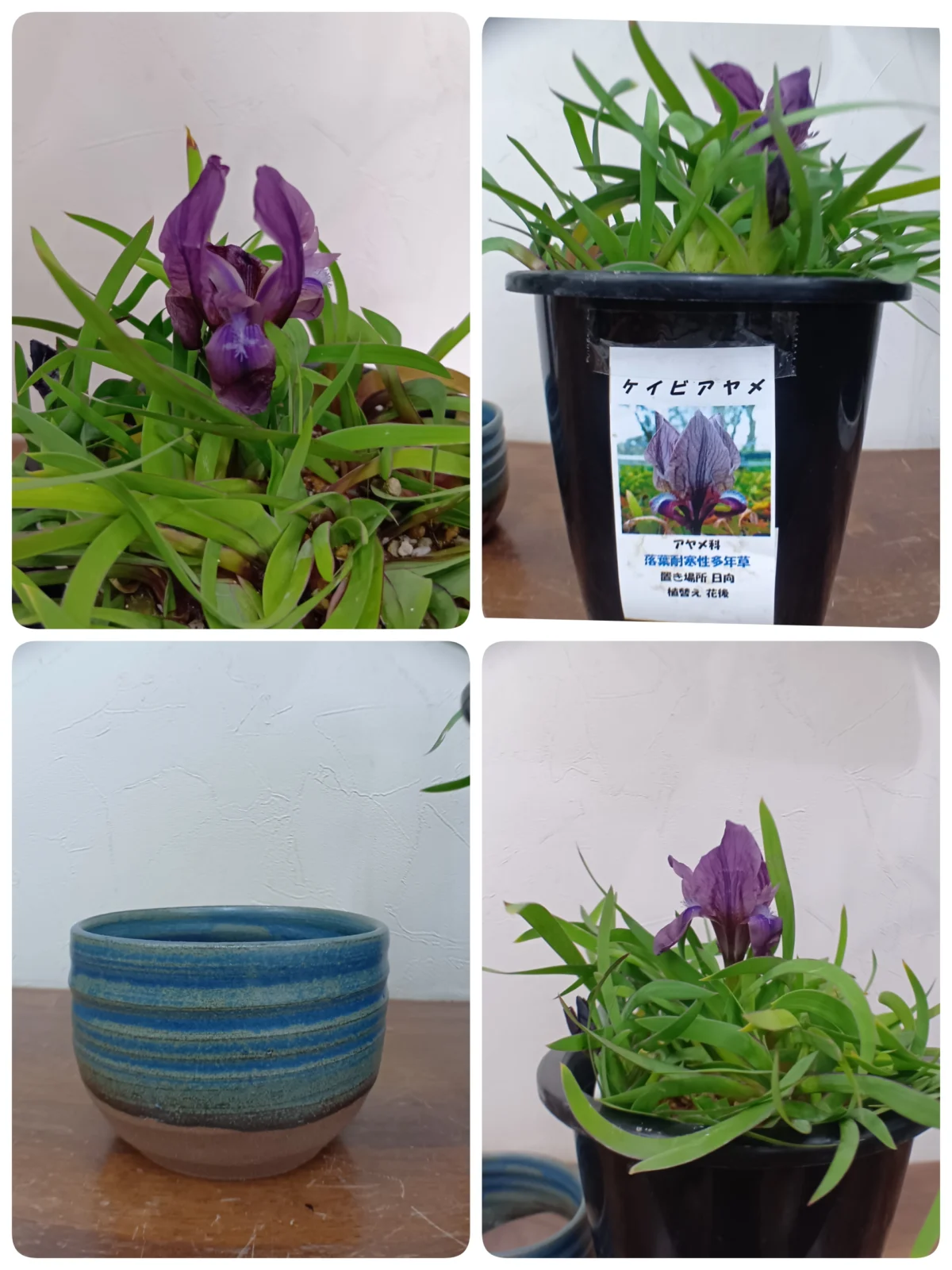 ケイビアヤメ　花