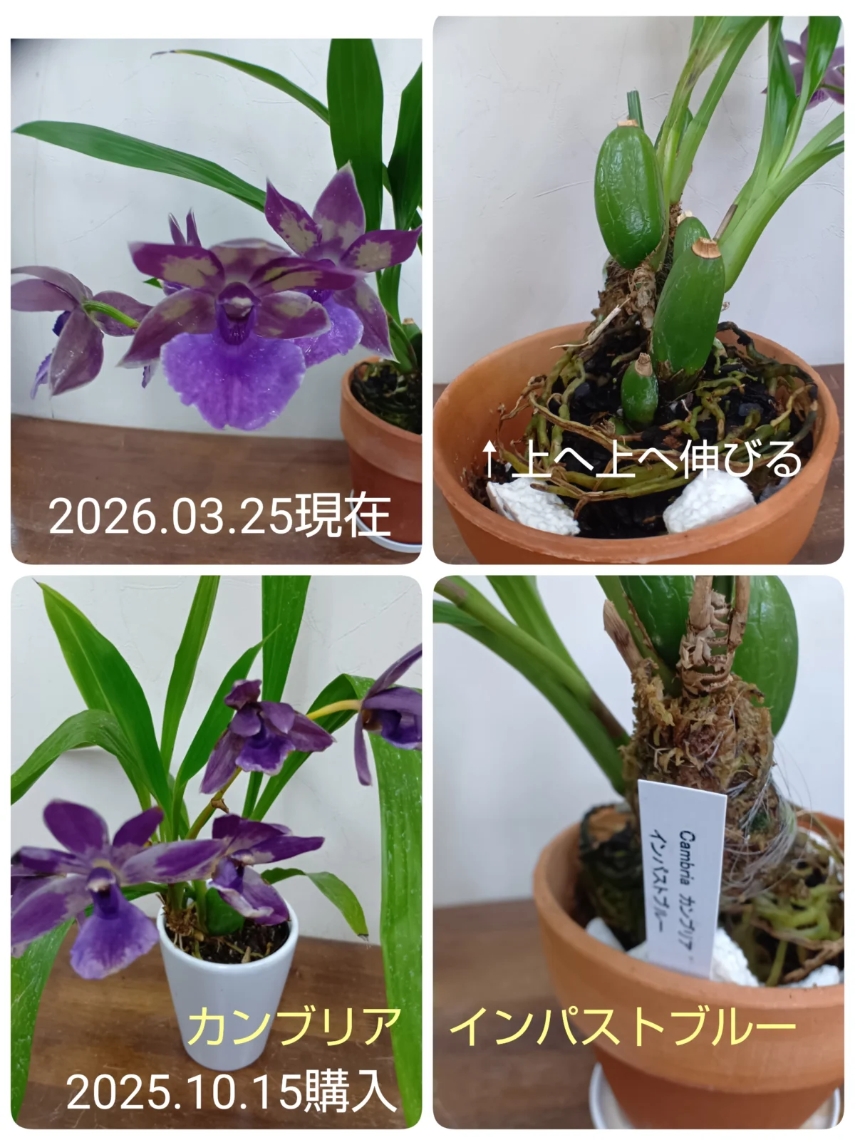 カンブリア　インパストブルー