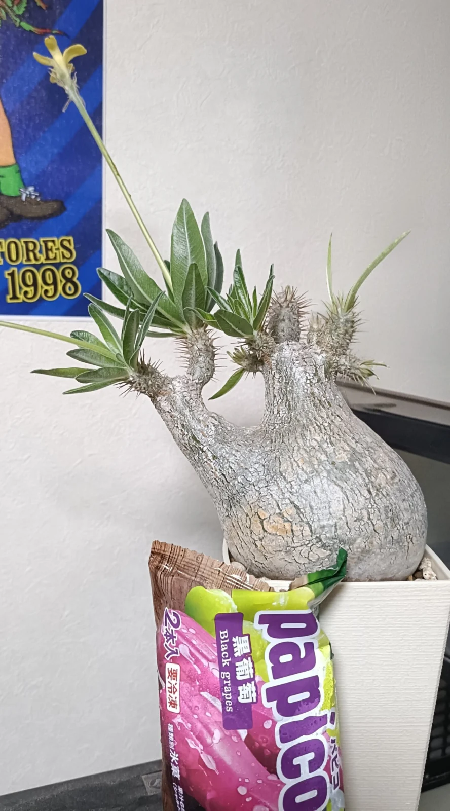 パキポディウム　グラキリス