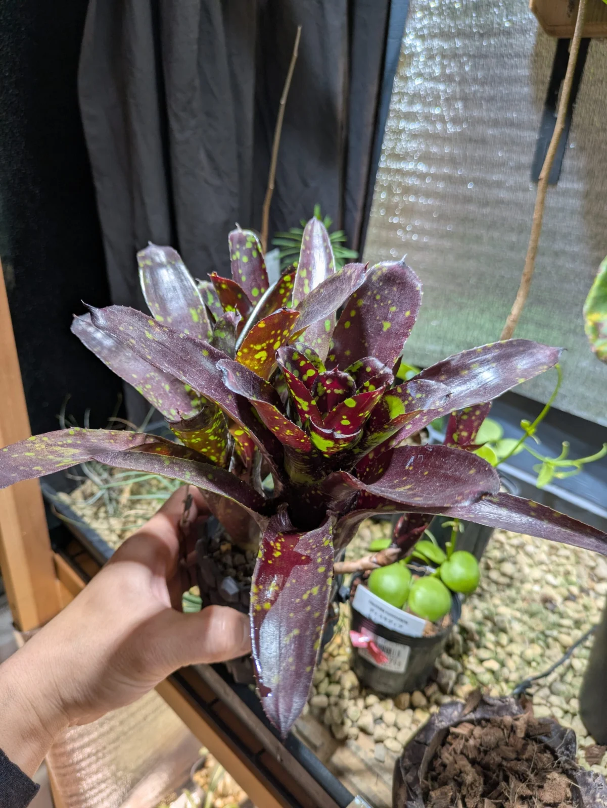 ネオレゲリア　ドミノ