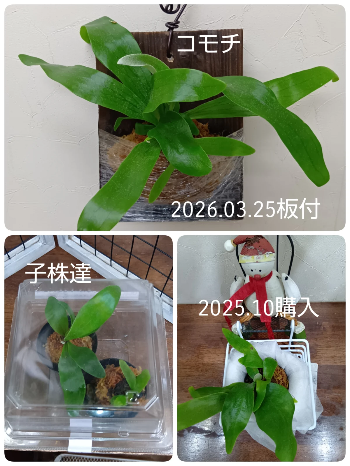 ビカクシダ コモチ