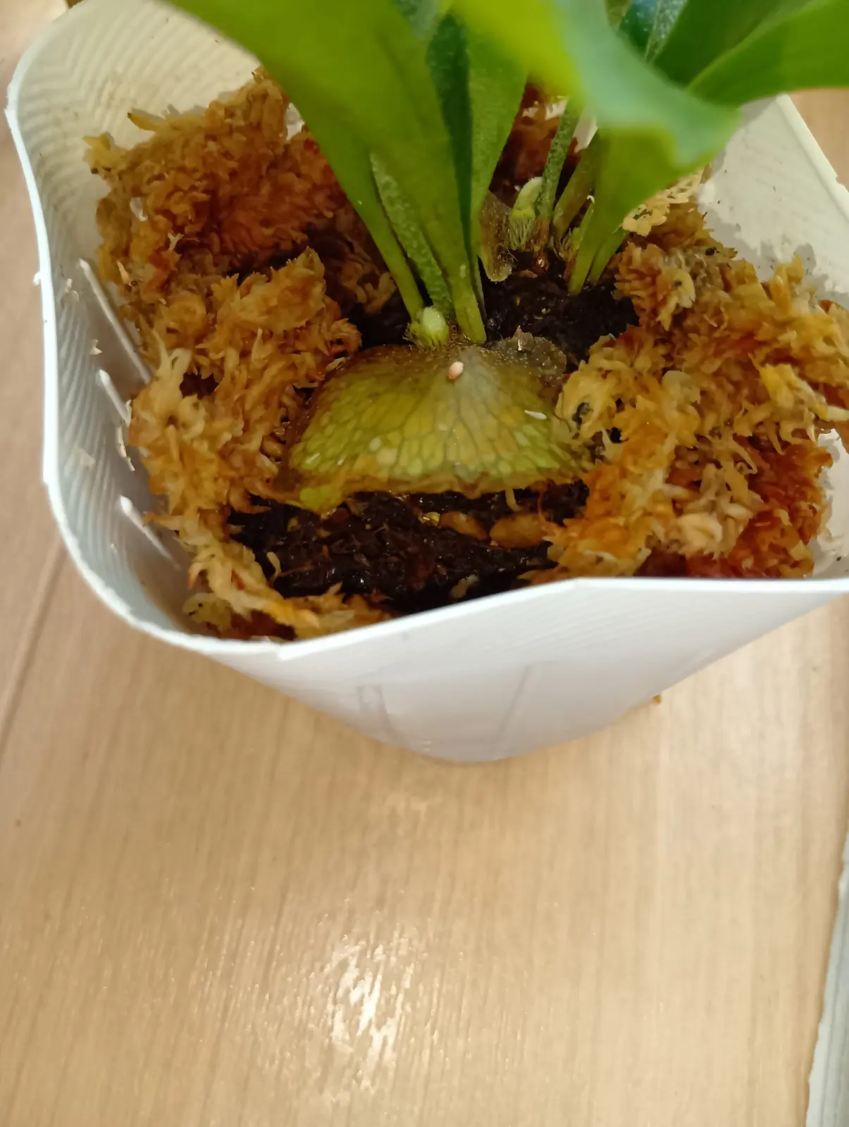 コウモリラン