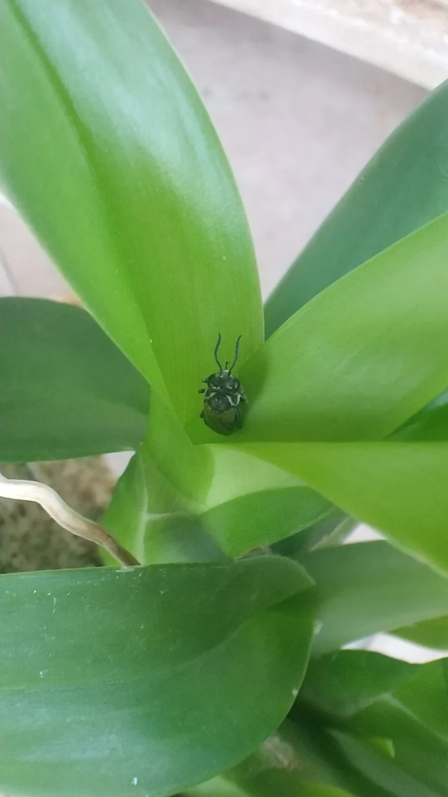 虫　この虫は何でしょうか？