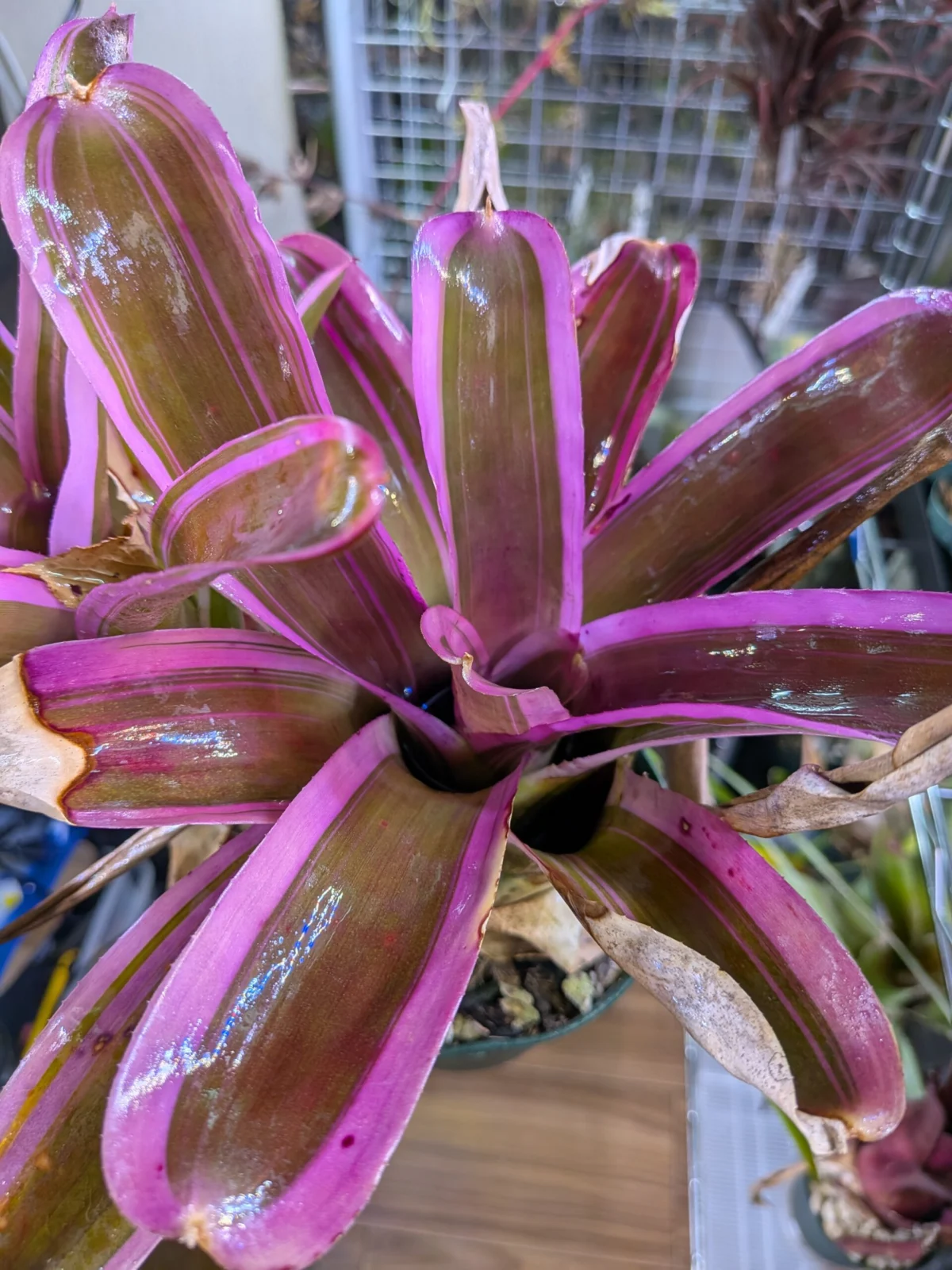 ネオレゲリア　スピークノーイーブル