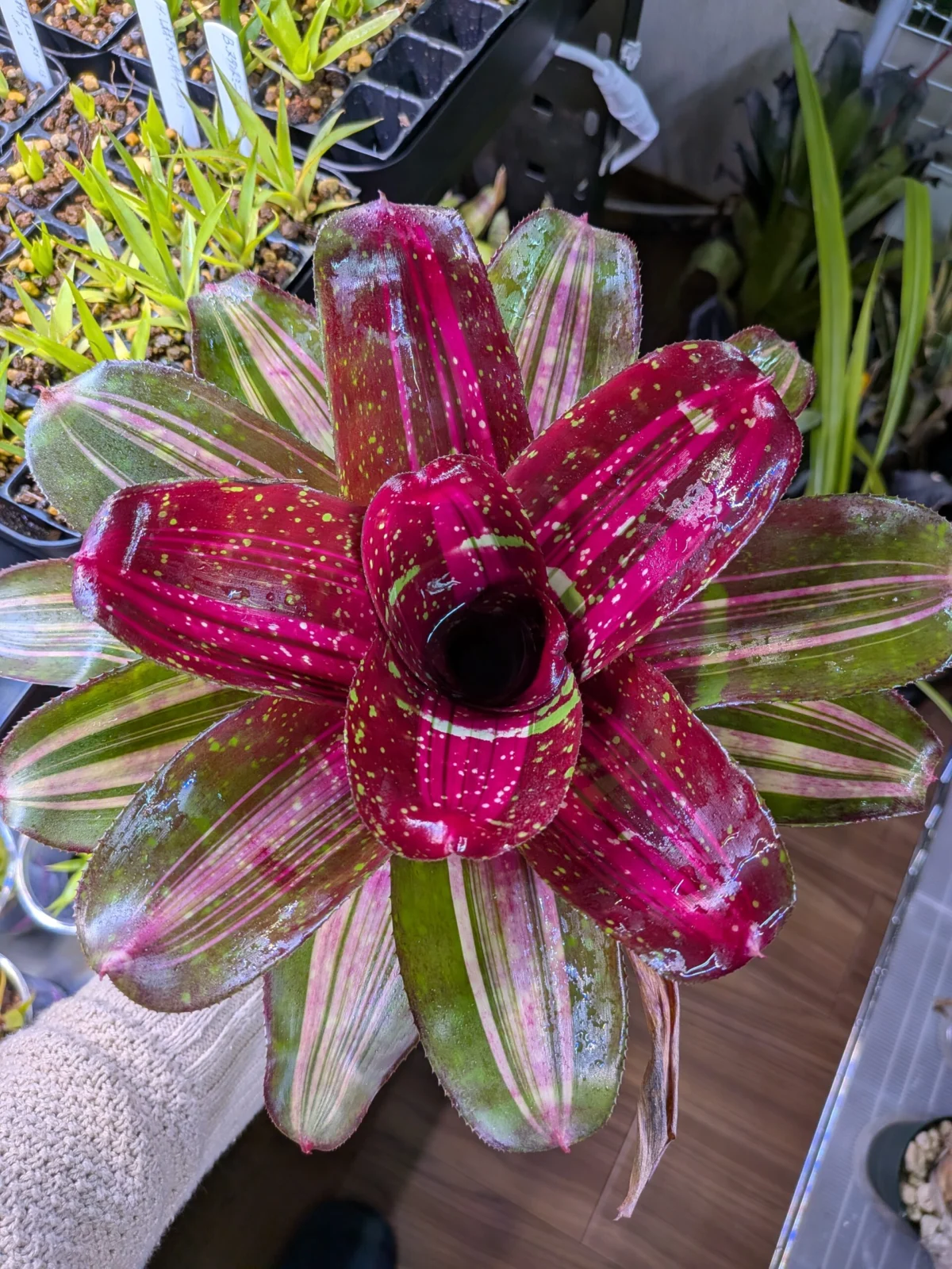 ネオレゲリア ブロークンハート