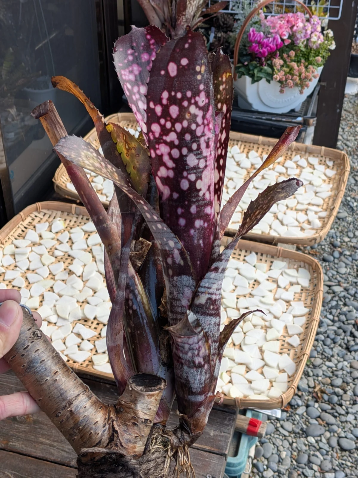 ビルベルギア　スモークスタック