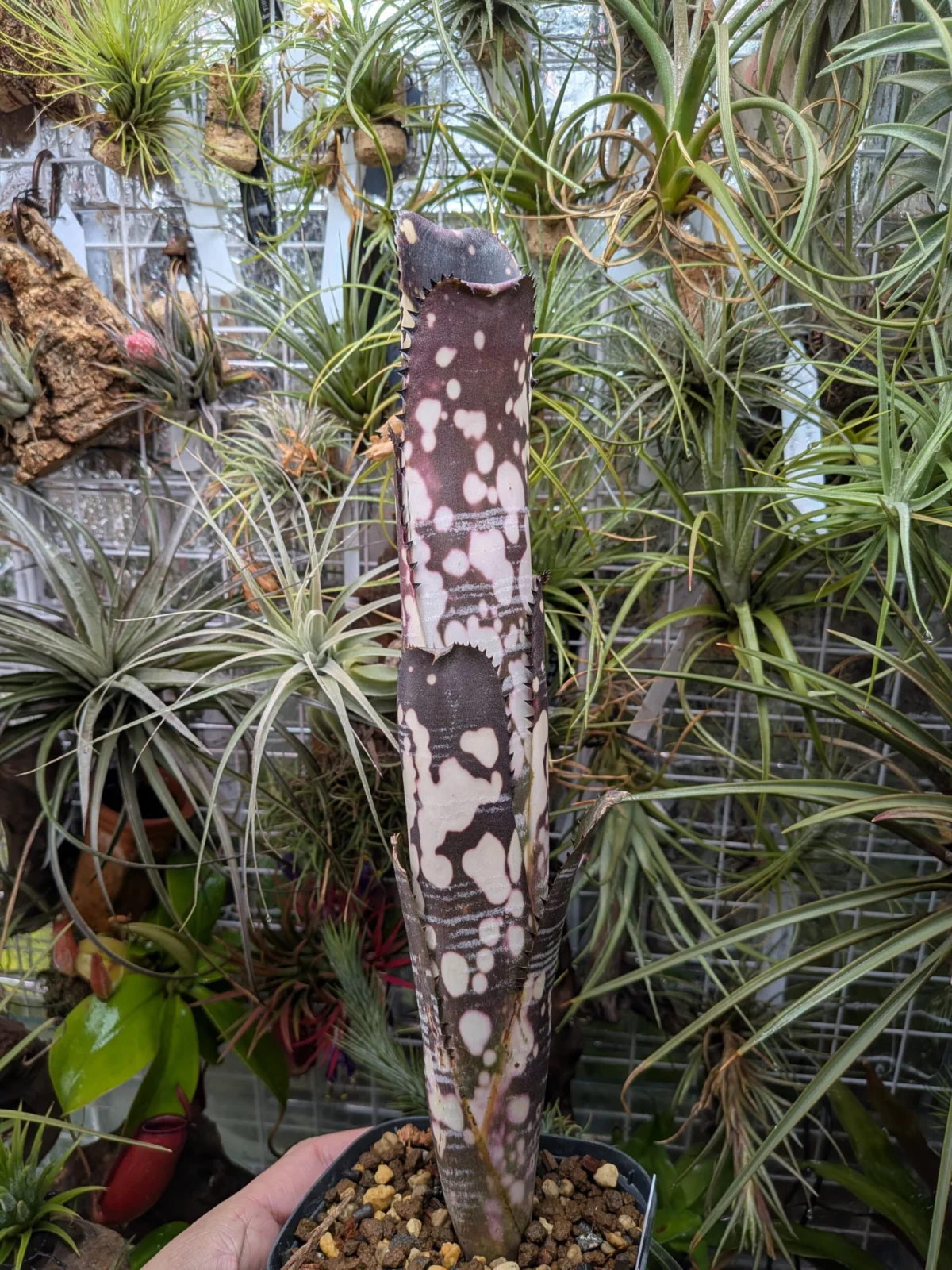 ビルベルギア ドミンゴスマルティンス