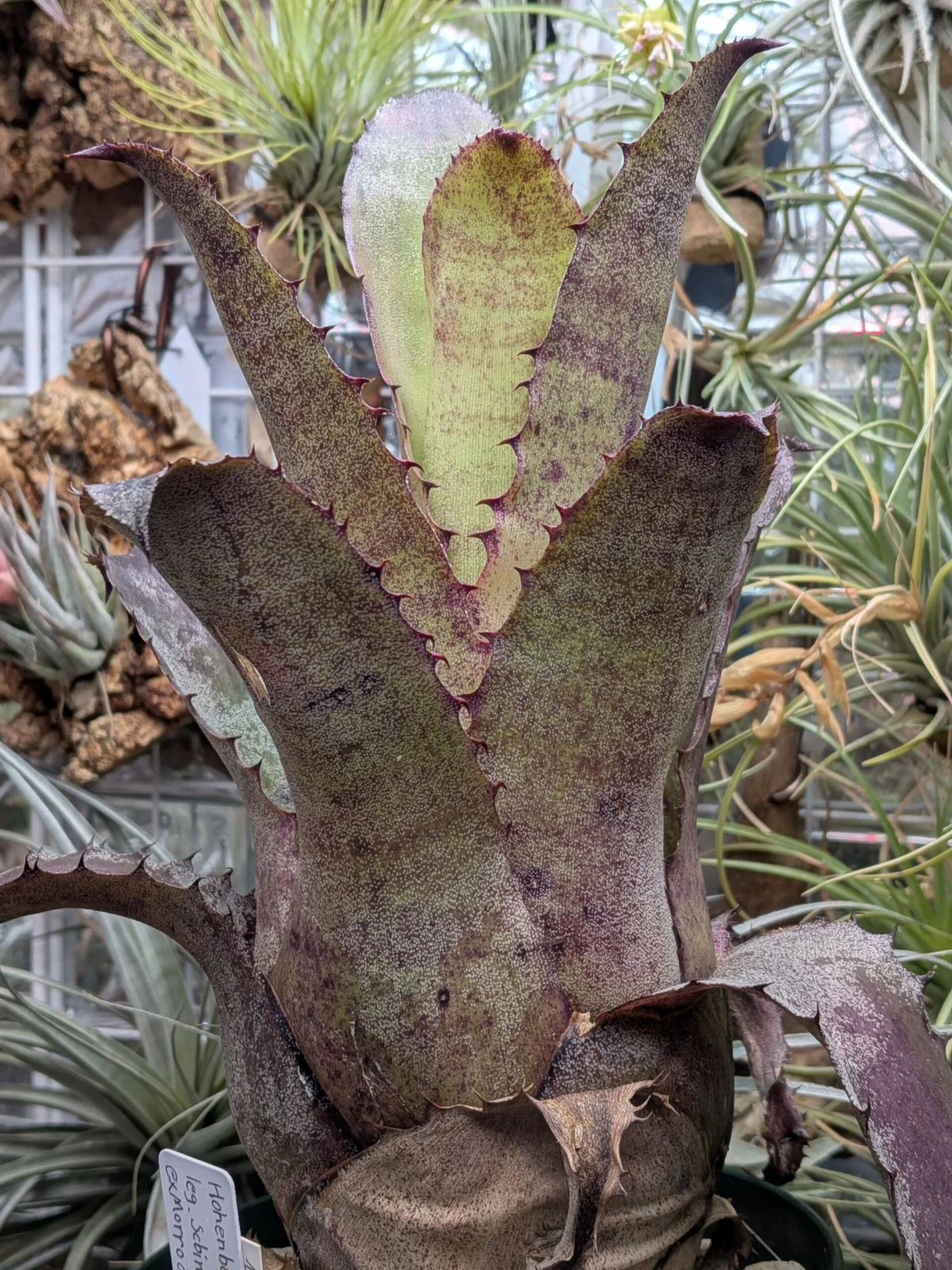 ホヘンベルギア　レオポルドホルスティ