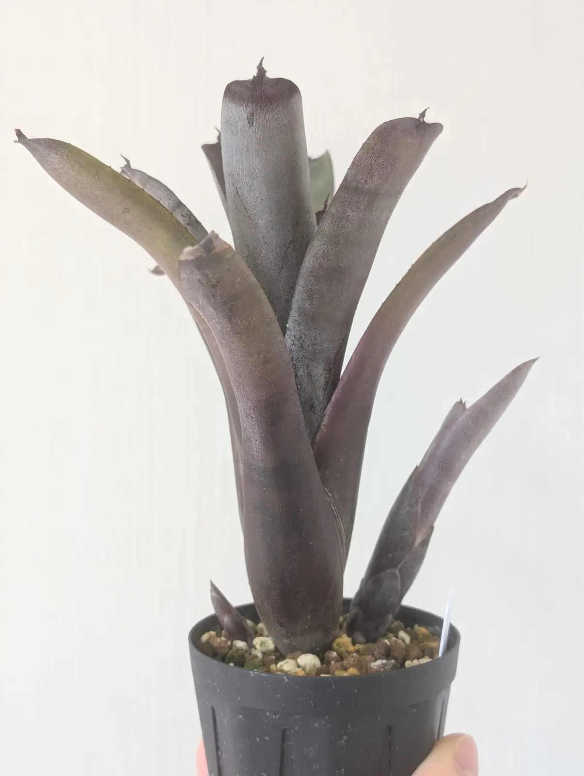 ネオレゲリア ドゥングシアナ × ネオレゲリア エッジオブナイト