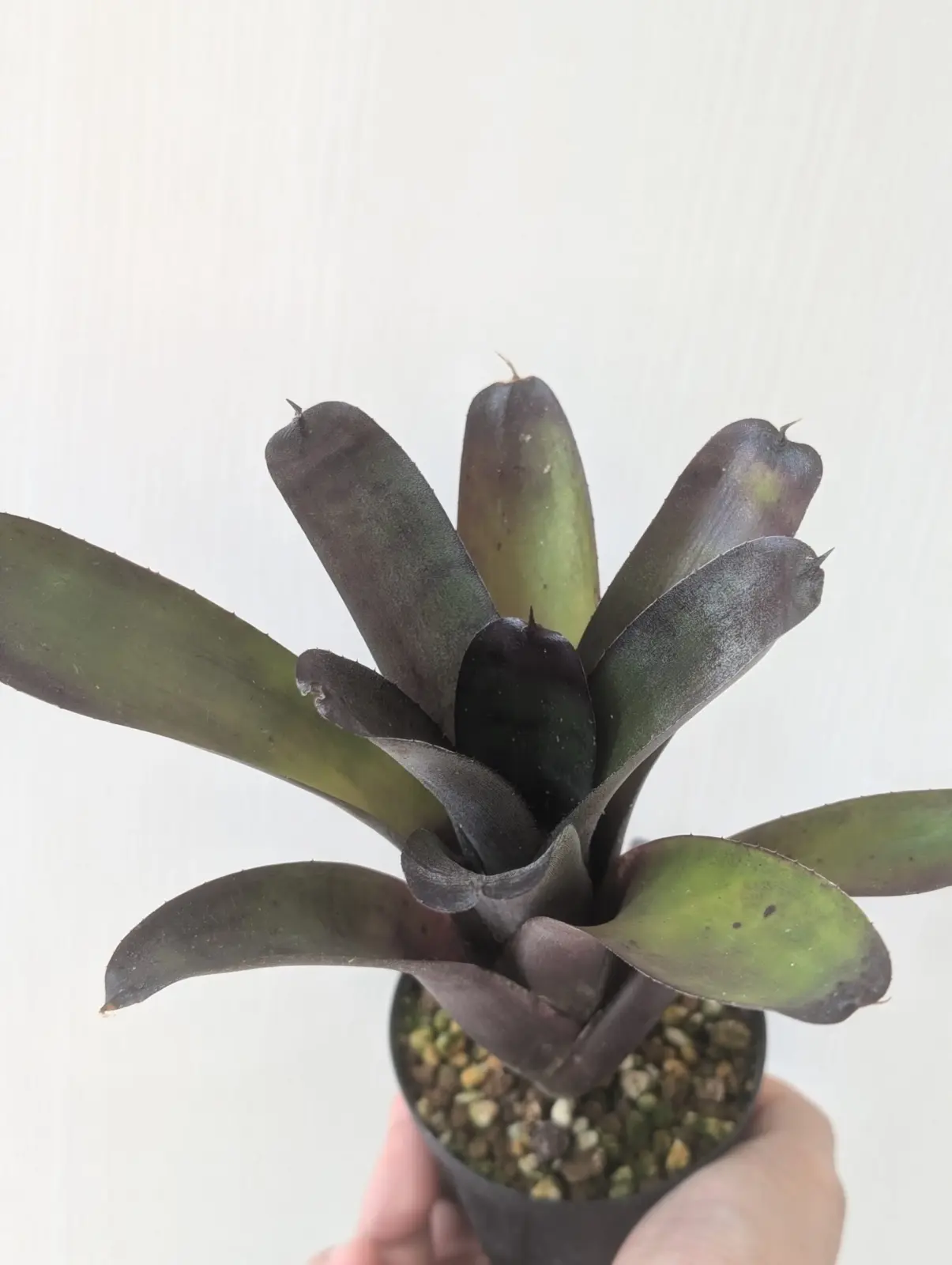 ネオレゲリア ドゥングシアナ × ネオレゲリア エッジオブナイト