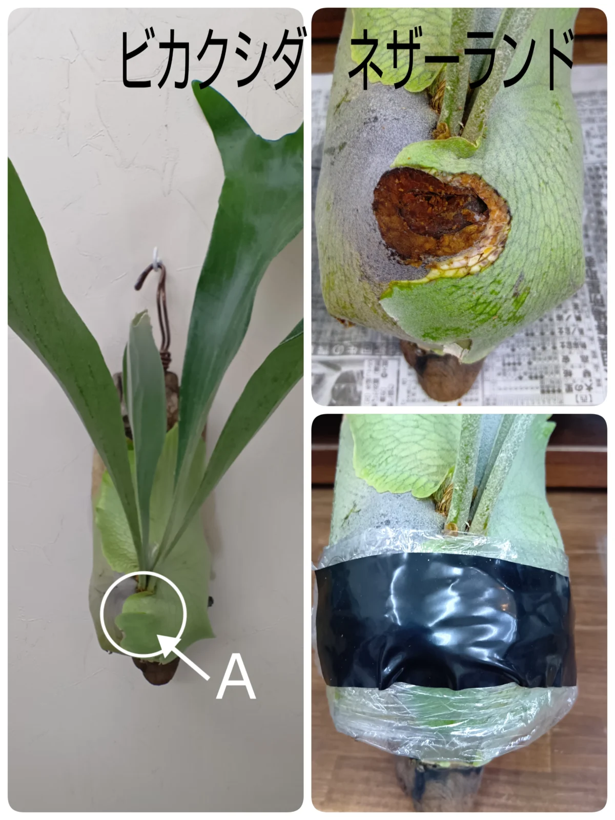 ビカクシダ　ネザーランド　横浜（行けないですが）