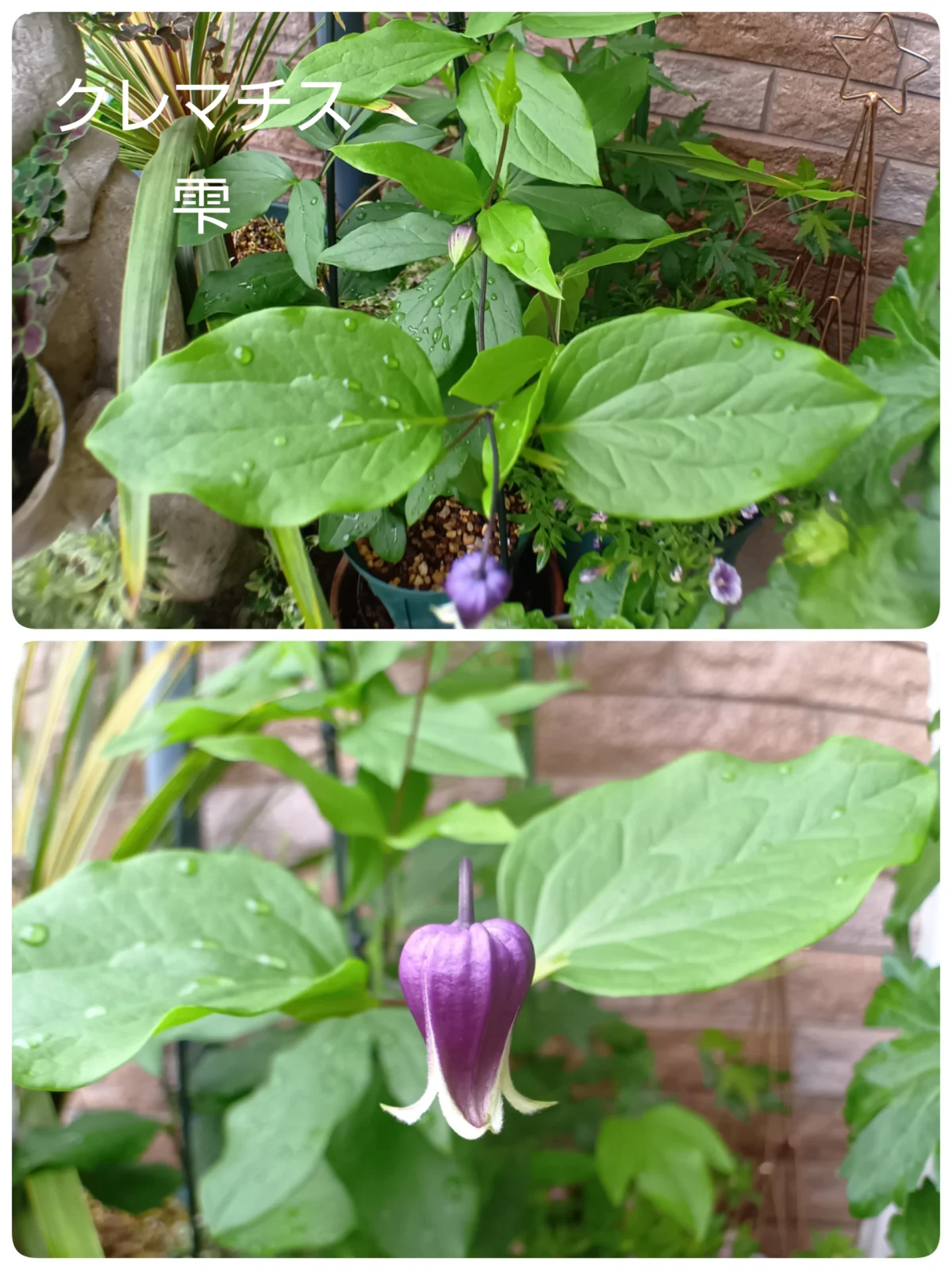 クレマチス　雫　シズク