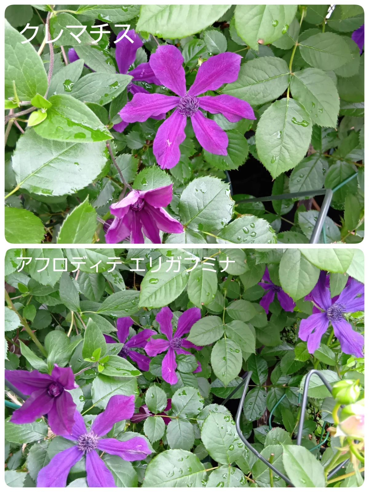 クレマチス　アフロディテ エレガフミナ