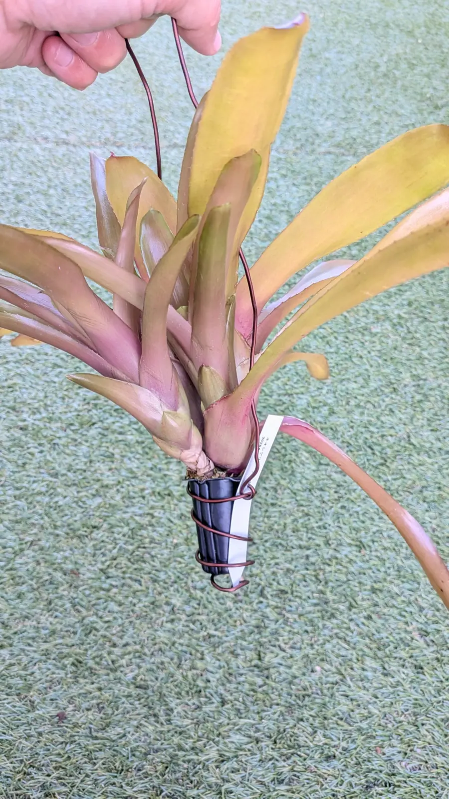 ネオレゲリア　グラナダ