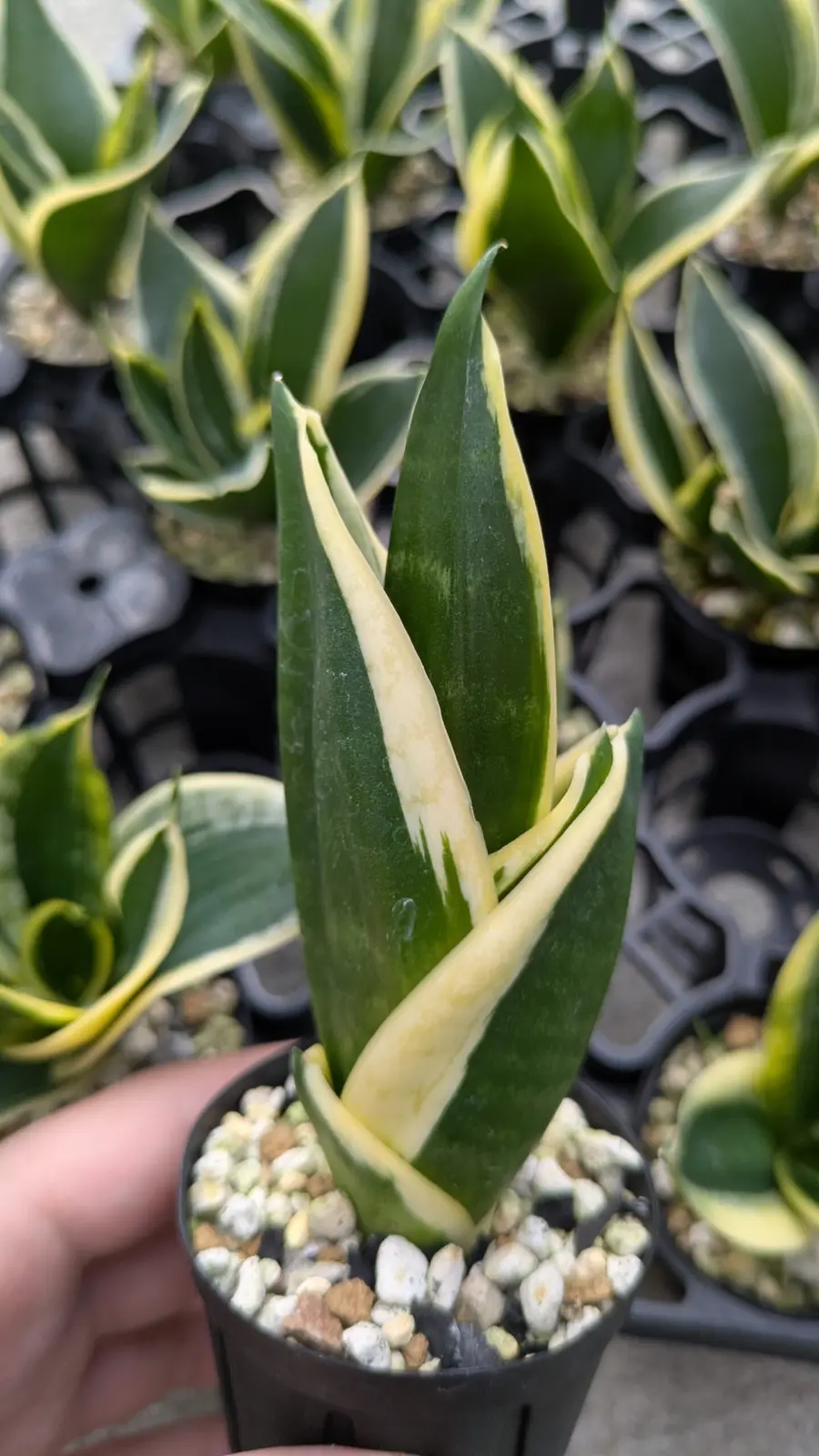 サンスベリア　ハニー　変異⁇