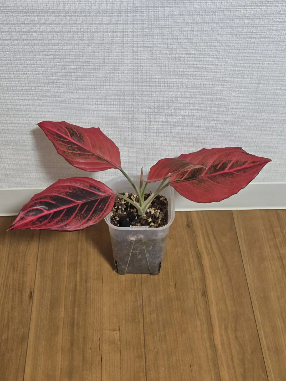 アグラオネマ　レッドベイン