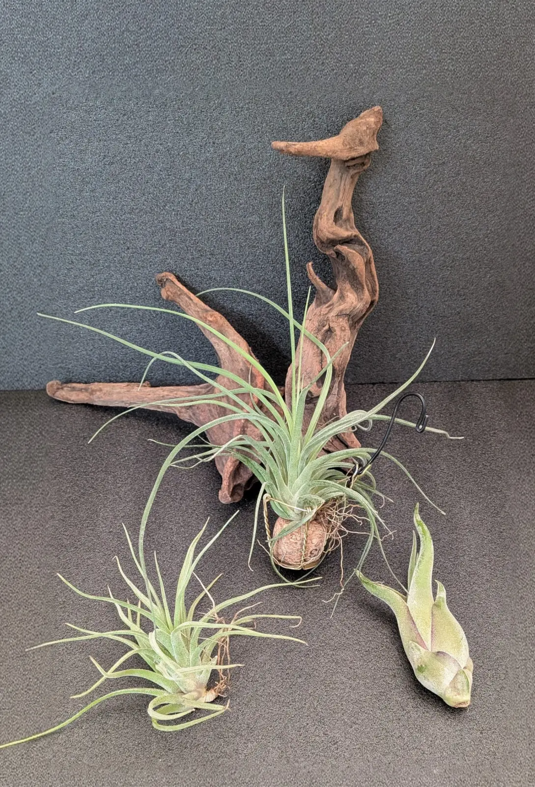 ティランジア　カプトメデューサエ