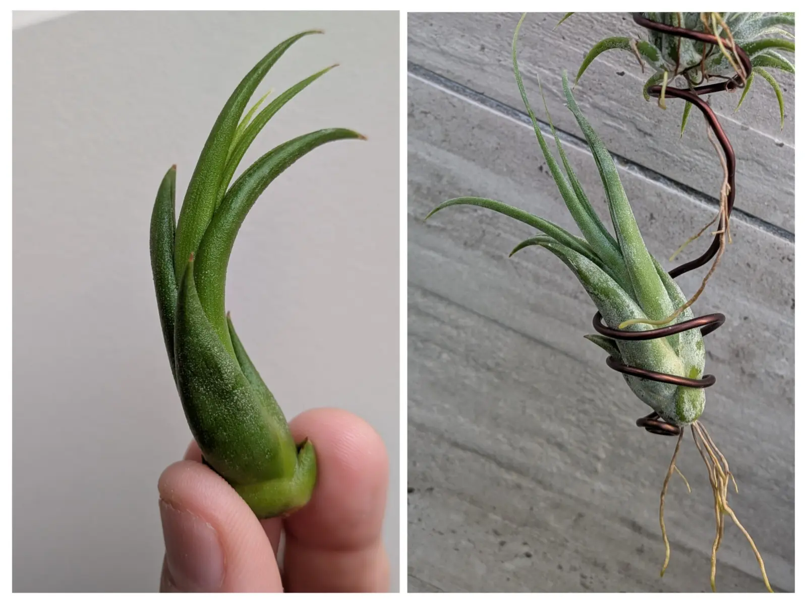 ティランジア　カプトメデューサエ　100均②