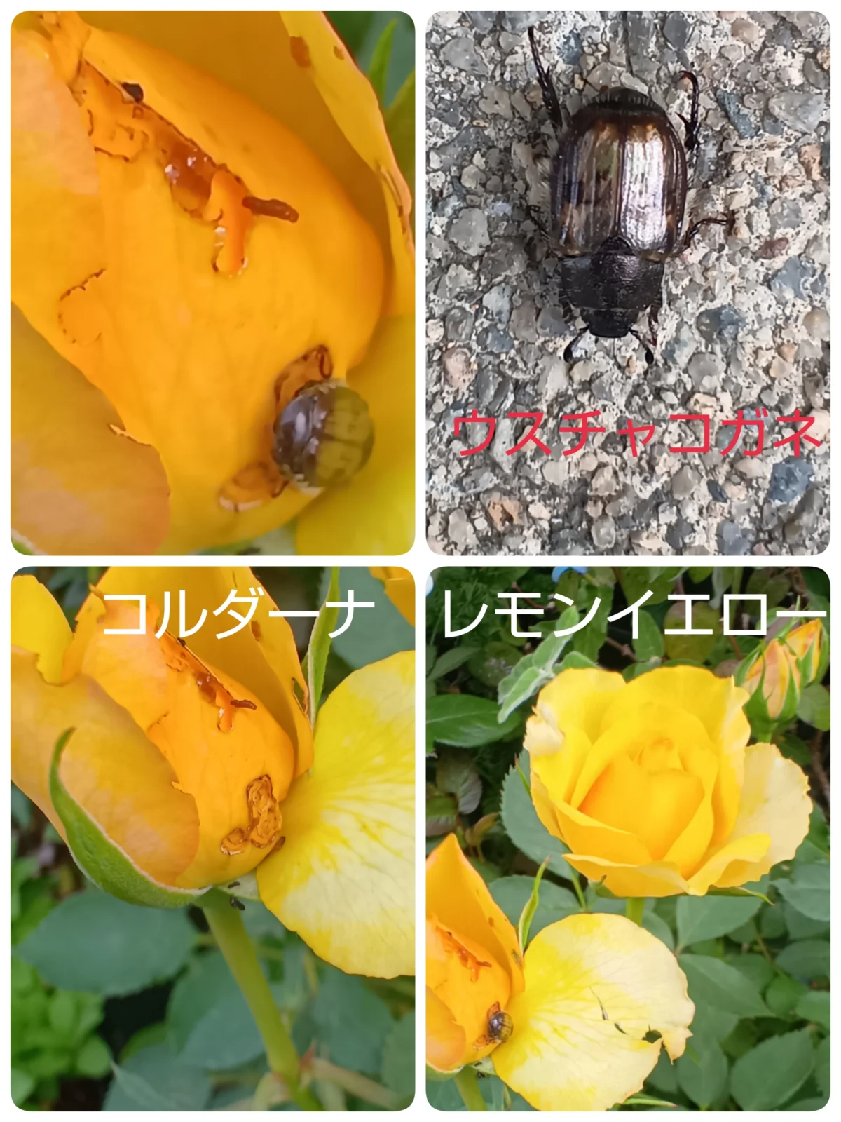 コルダーナ レモンイエロー バラ ウスチャコガネ 虫