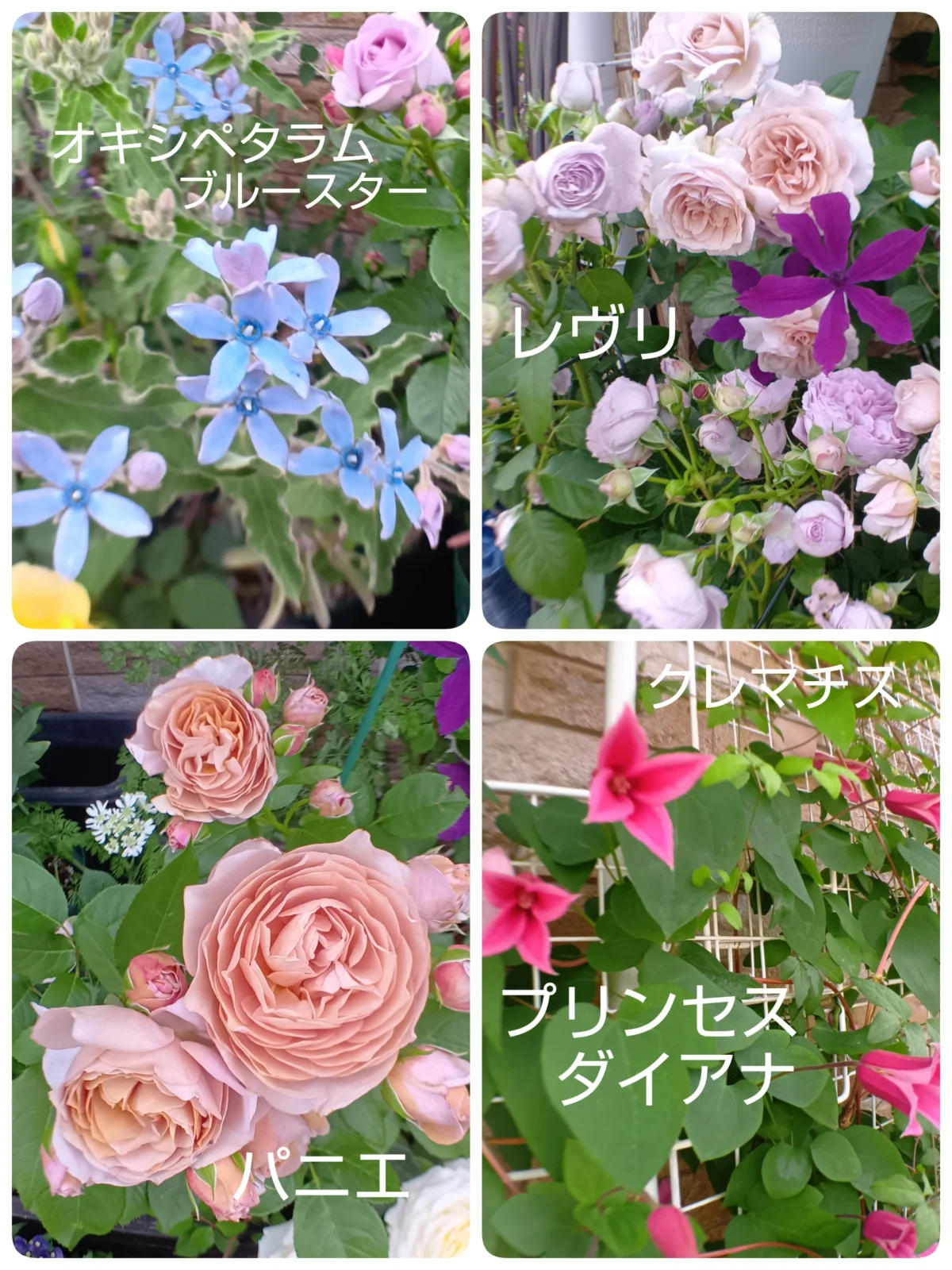 バラ レヴリ パニエ ブルースター クレマチス プリンセスダイアナ