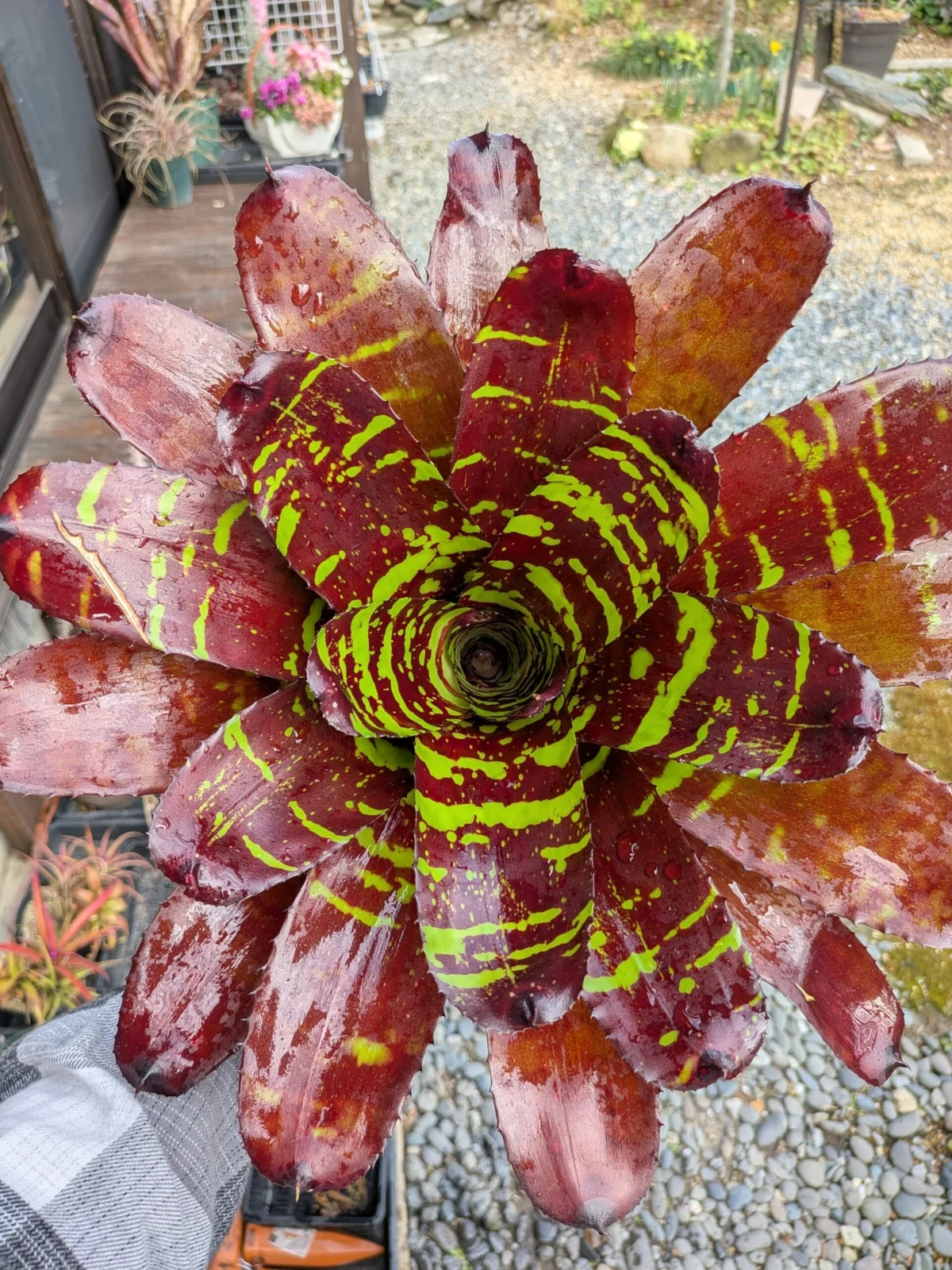 ネオレゲリア　ストレンジブリュー