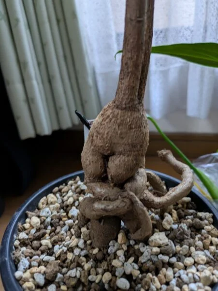 ボトルツリー