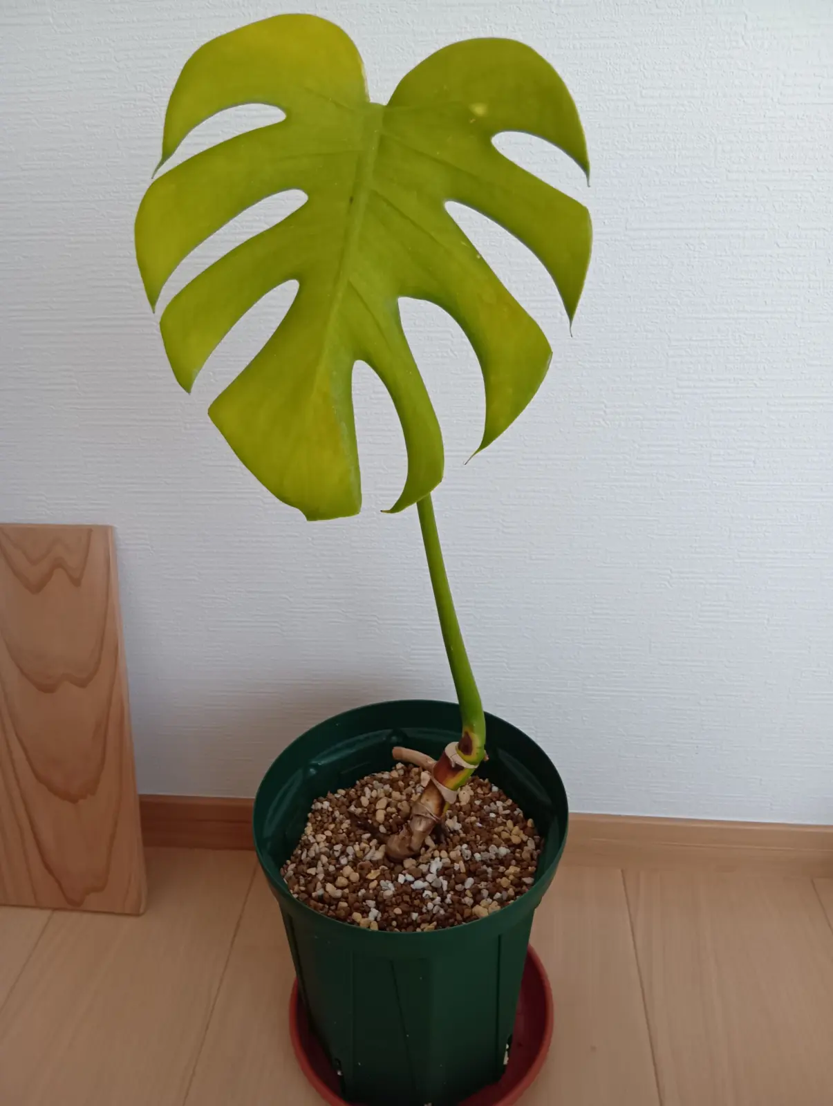 モンステラ　デシリオーサ